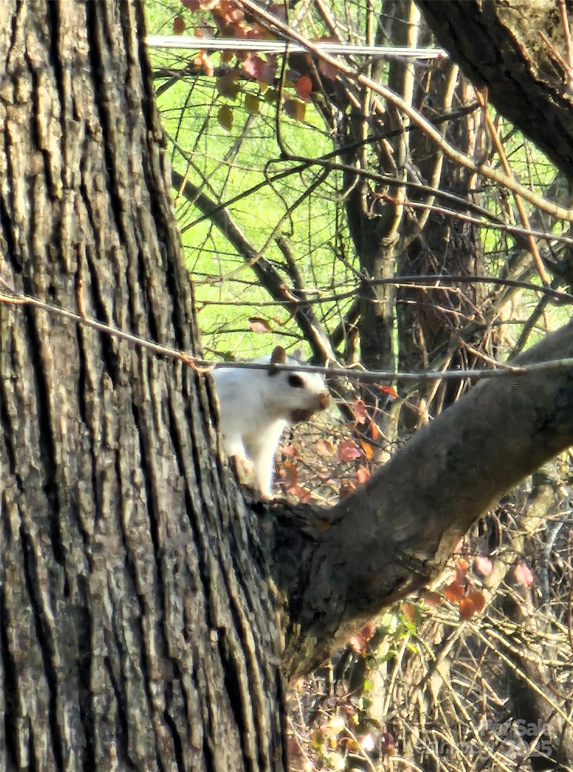 184 Majestic Ridge Road