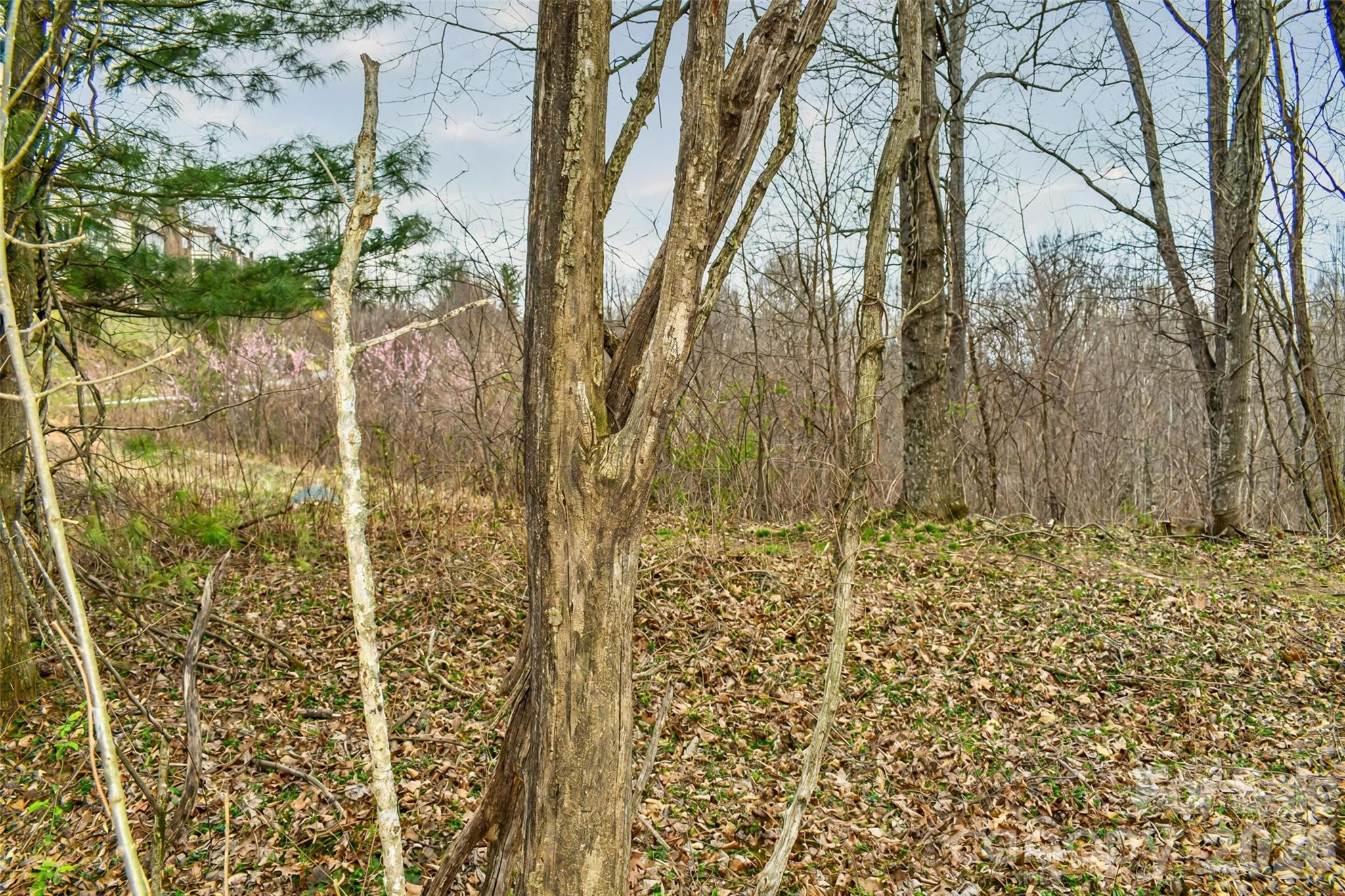 Wooded lot with mature trees, leaf-covered ground, and pink blossoms.