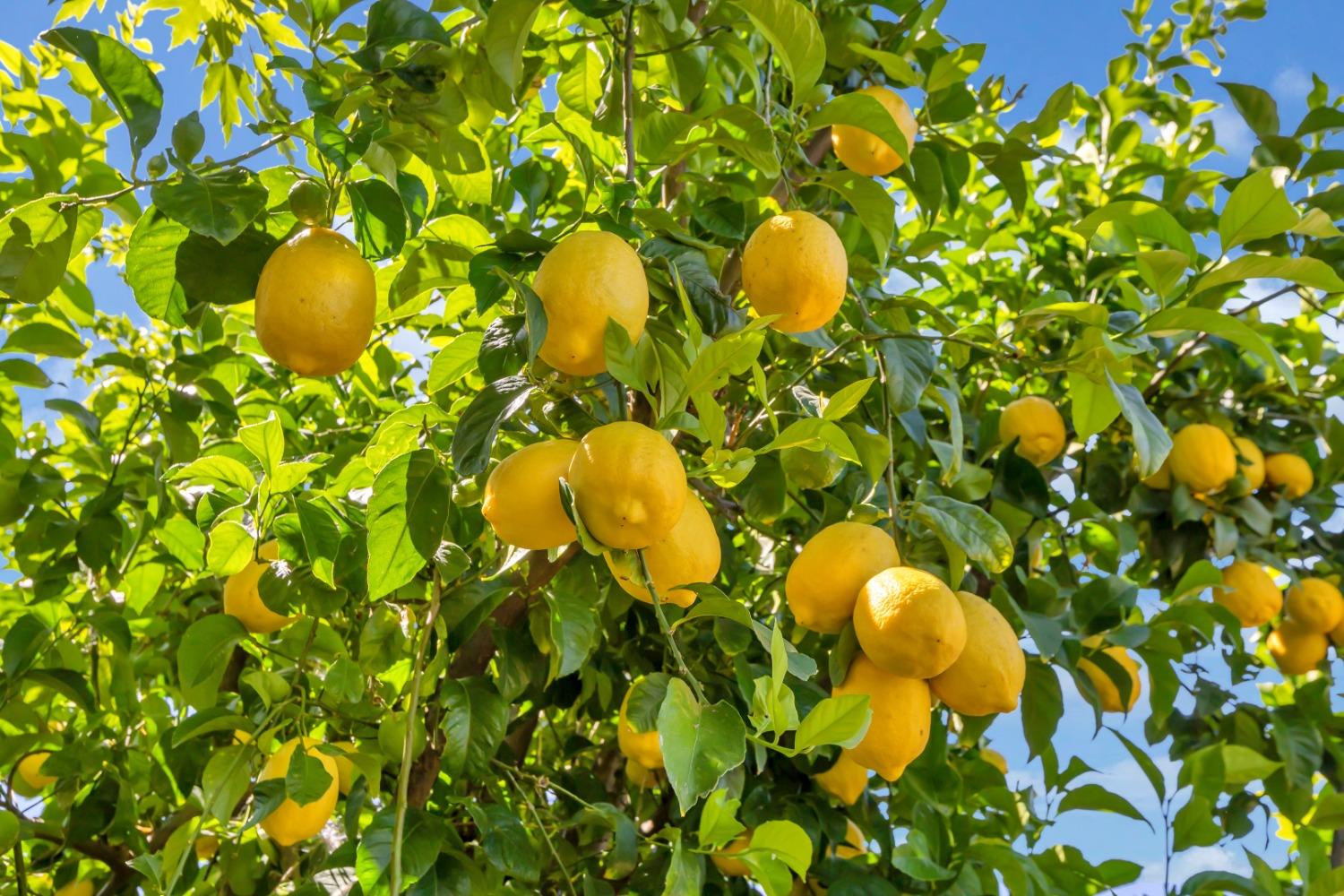 8436 ARROWROOT Circle