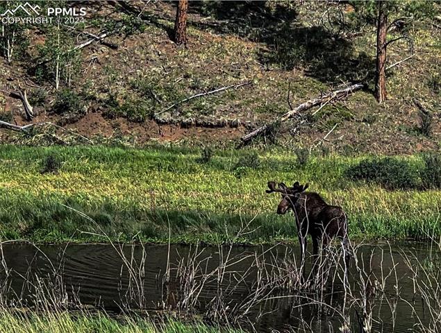 79 Trout Creek Circle