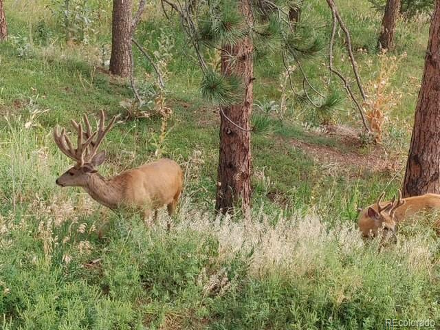 8624 S Doubleheader Ranch Road