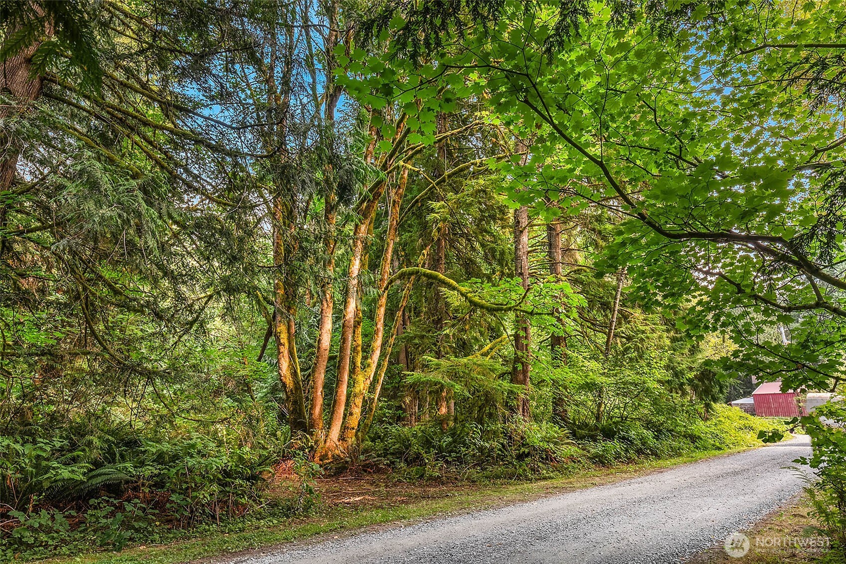 Gravel driveway winding through dense green woods beside a small red outbuilding.