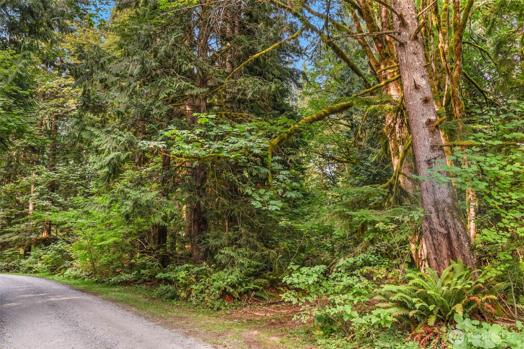 Wooded property with mossy trees and ferns beside a curving gravel road.