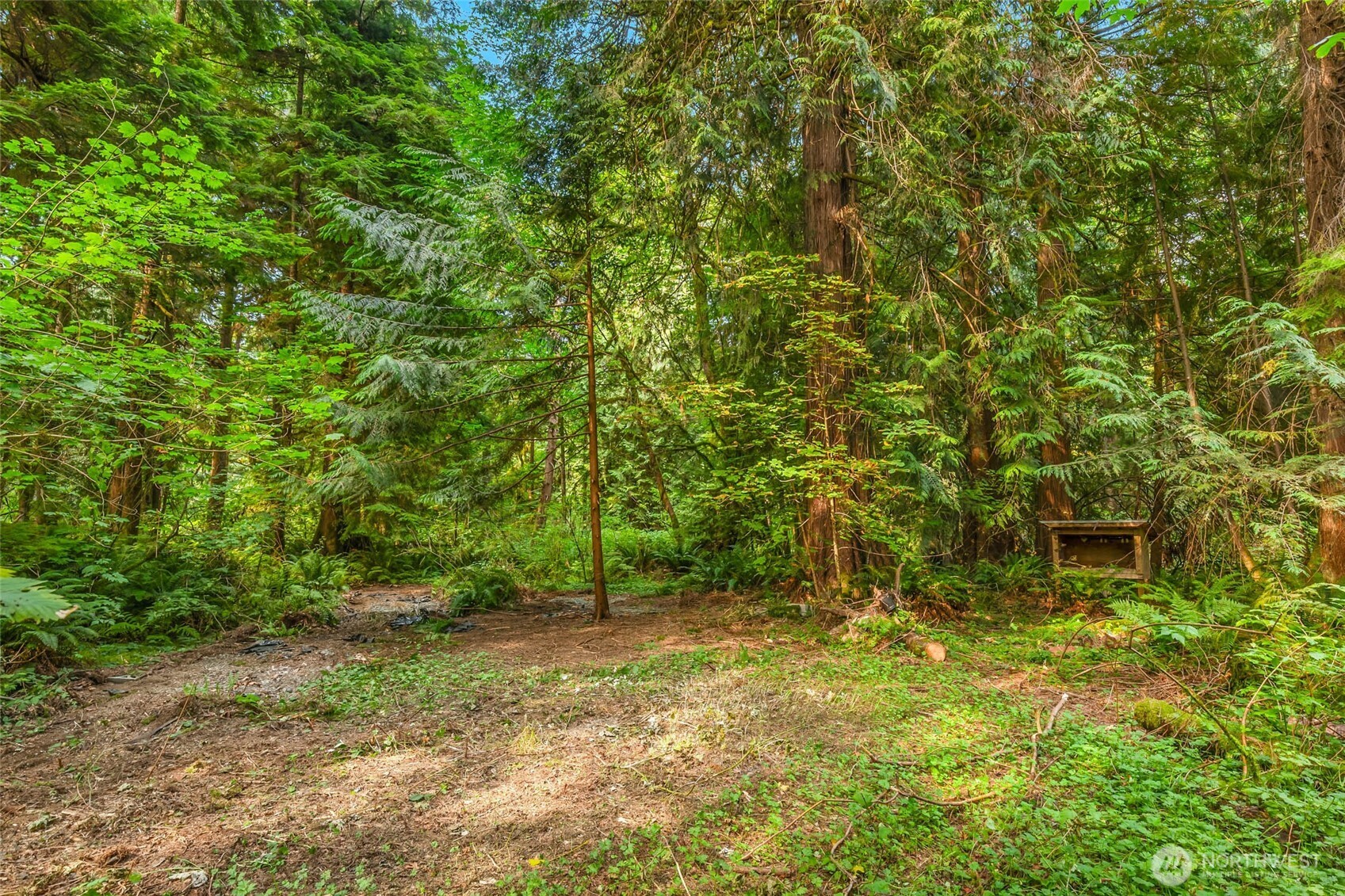 Wooded property clearing surrounded by evergreens and ferns, with a small wooden structure among the trees.