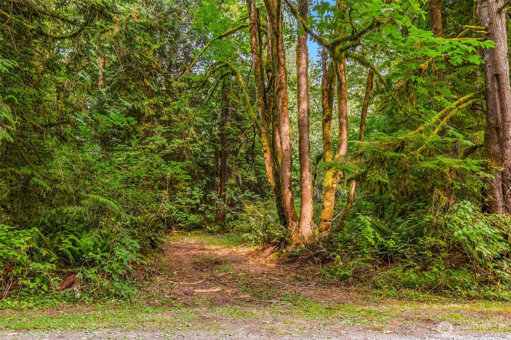Wooded property with a dirt path winding between moss-covered trees and dense ferns.