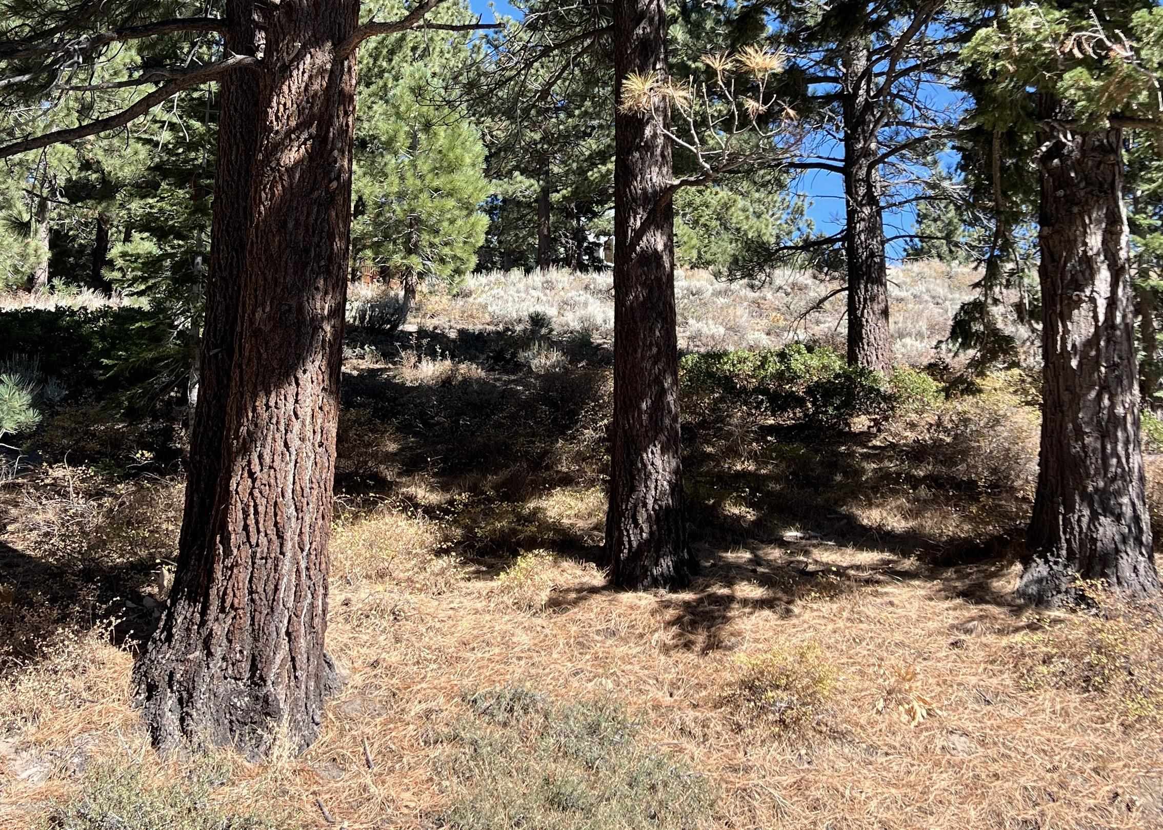 572 Majestic Pines Dr.