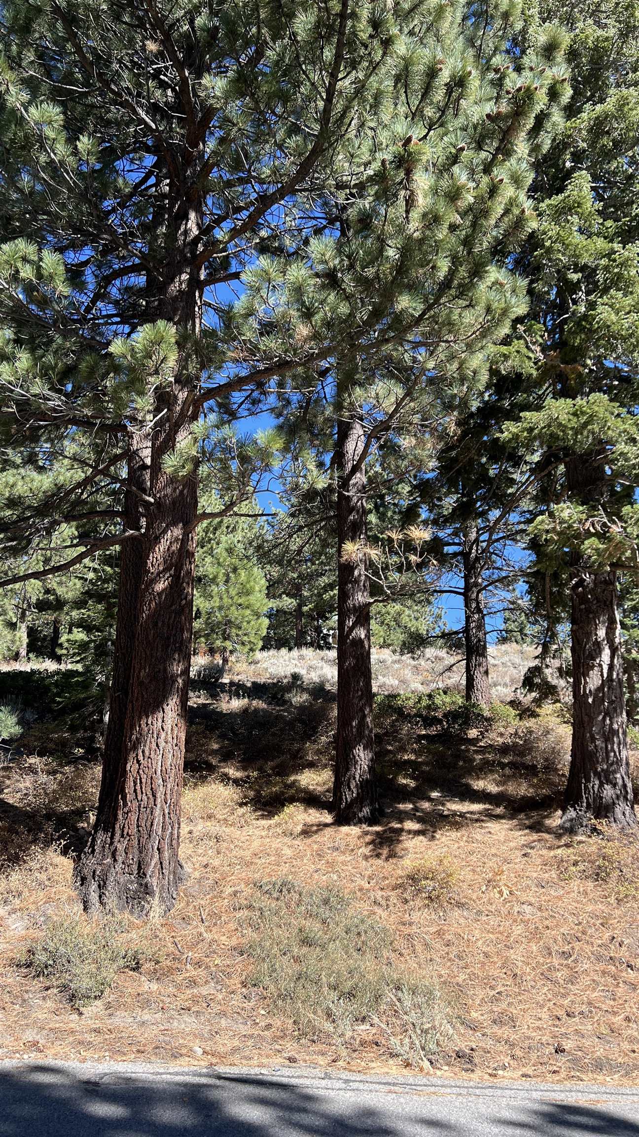 572 Majestic Pines Dr.