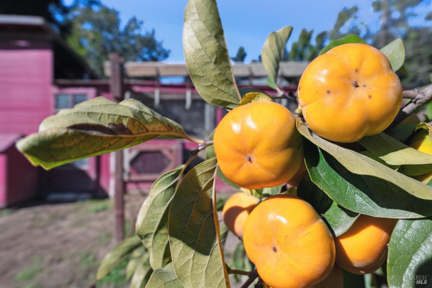 497 Pleasant Hill Road