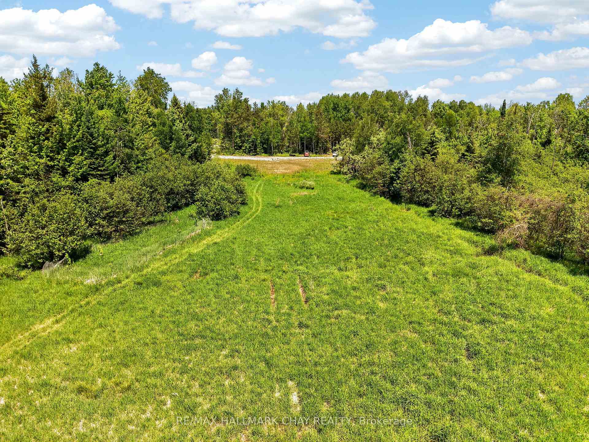 Grassy clearing bordered by dense trees, with vehicle tracks leading toward a road.