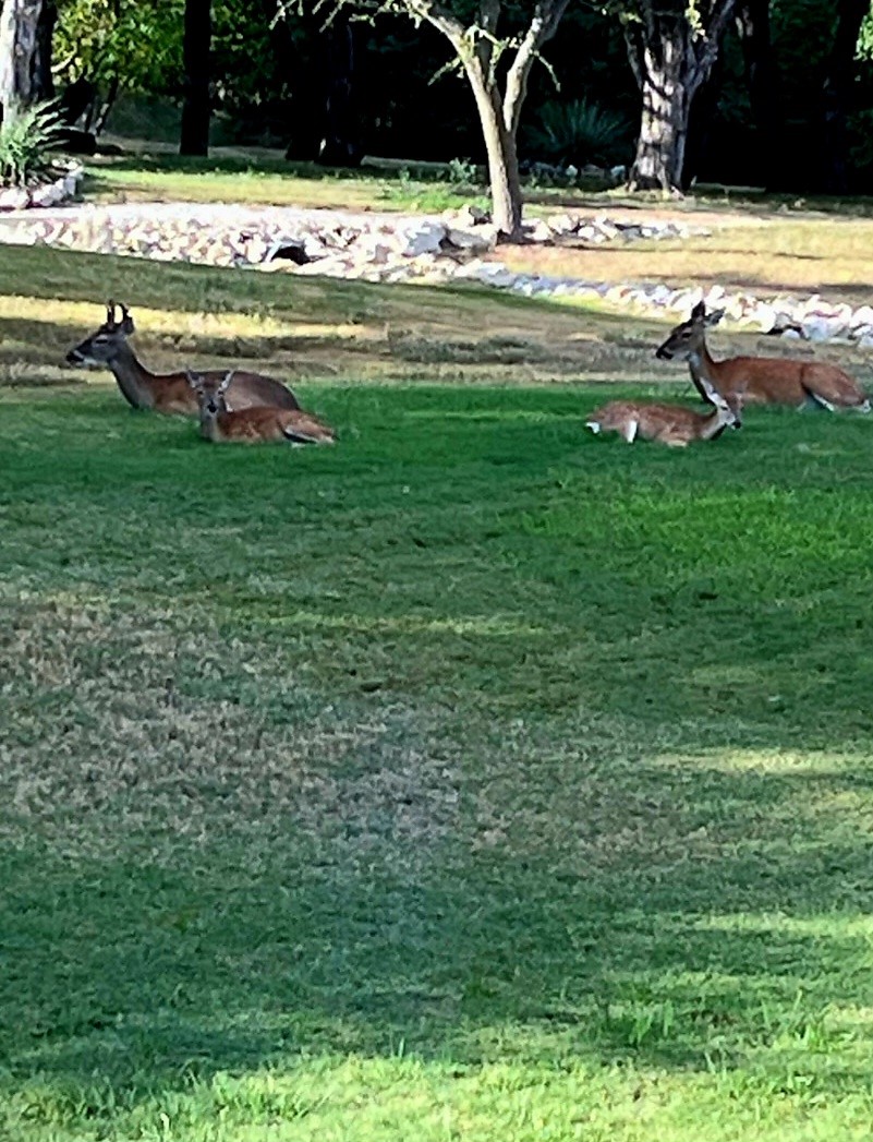 9909 Leaping Buck Point