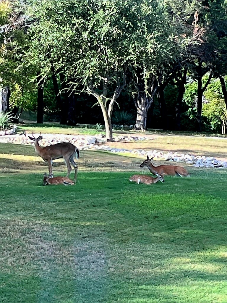 9909 Leaping Buck Point