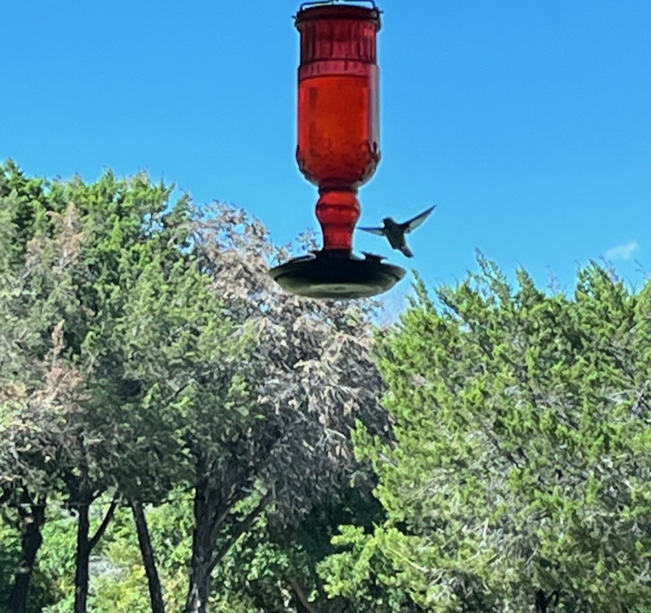 9909 Leaping Buck Point