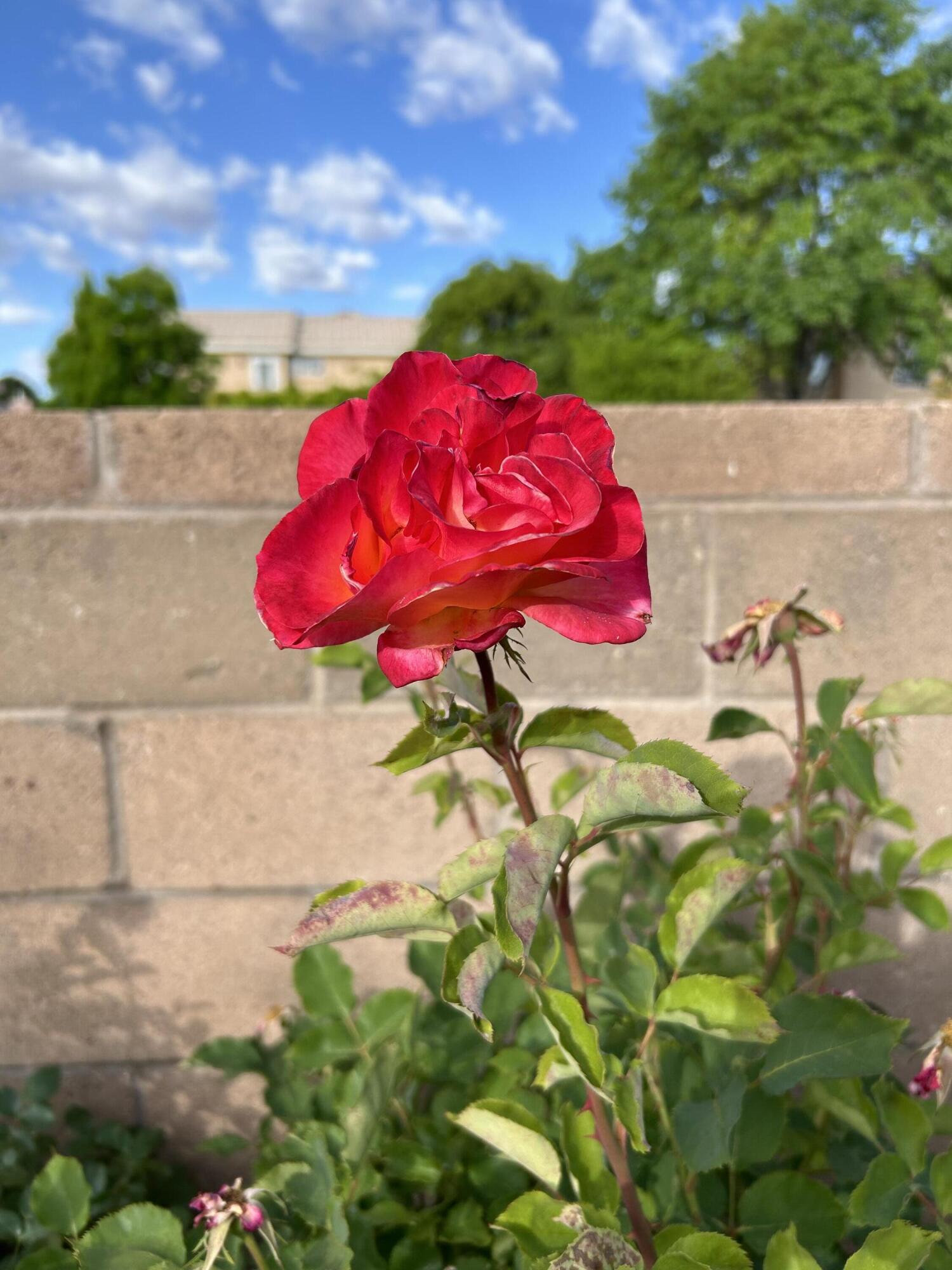 4120 Rancho Gusto NW