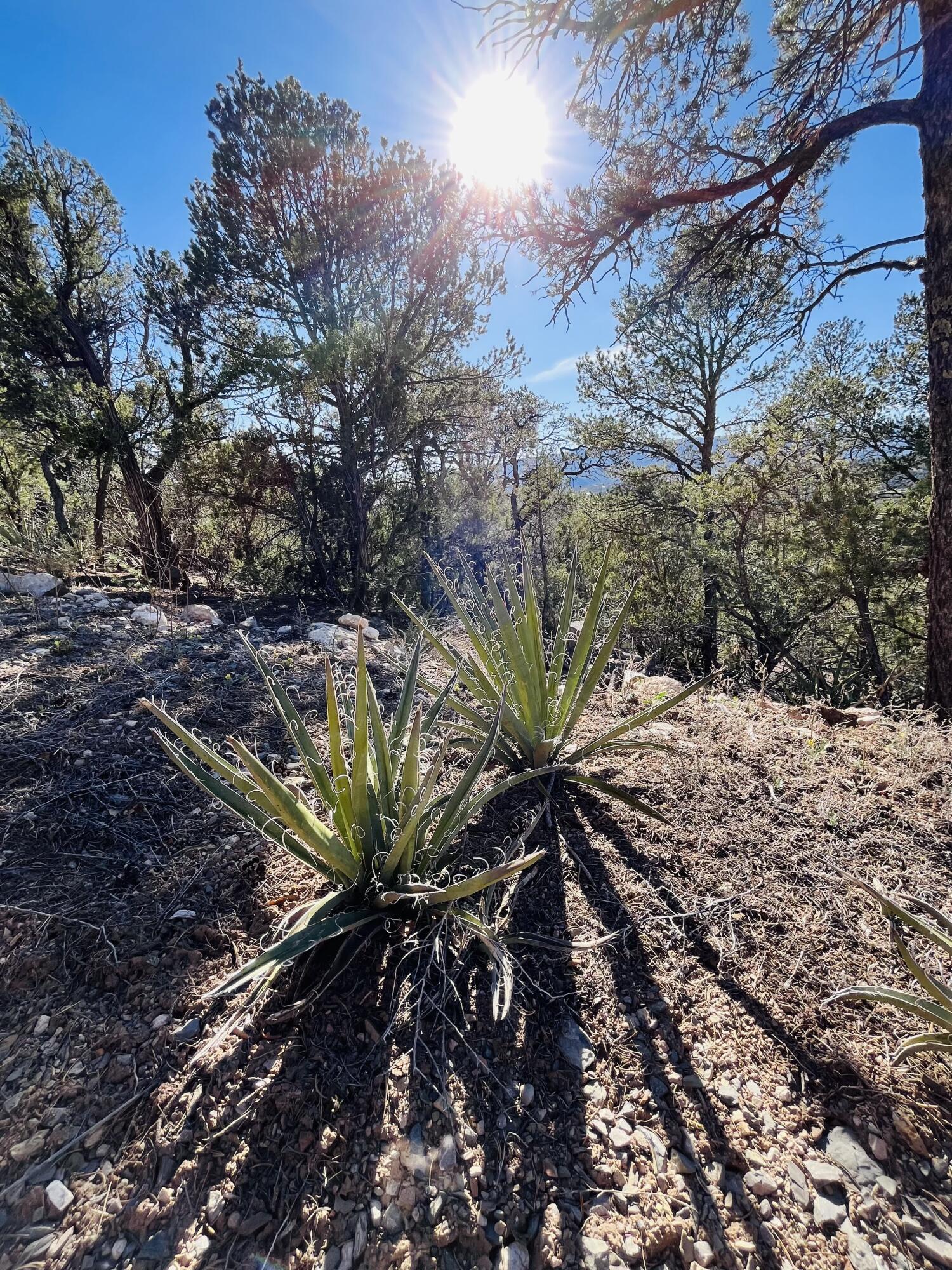 31 Camino Del Poniente