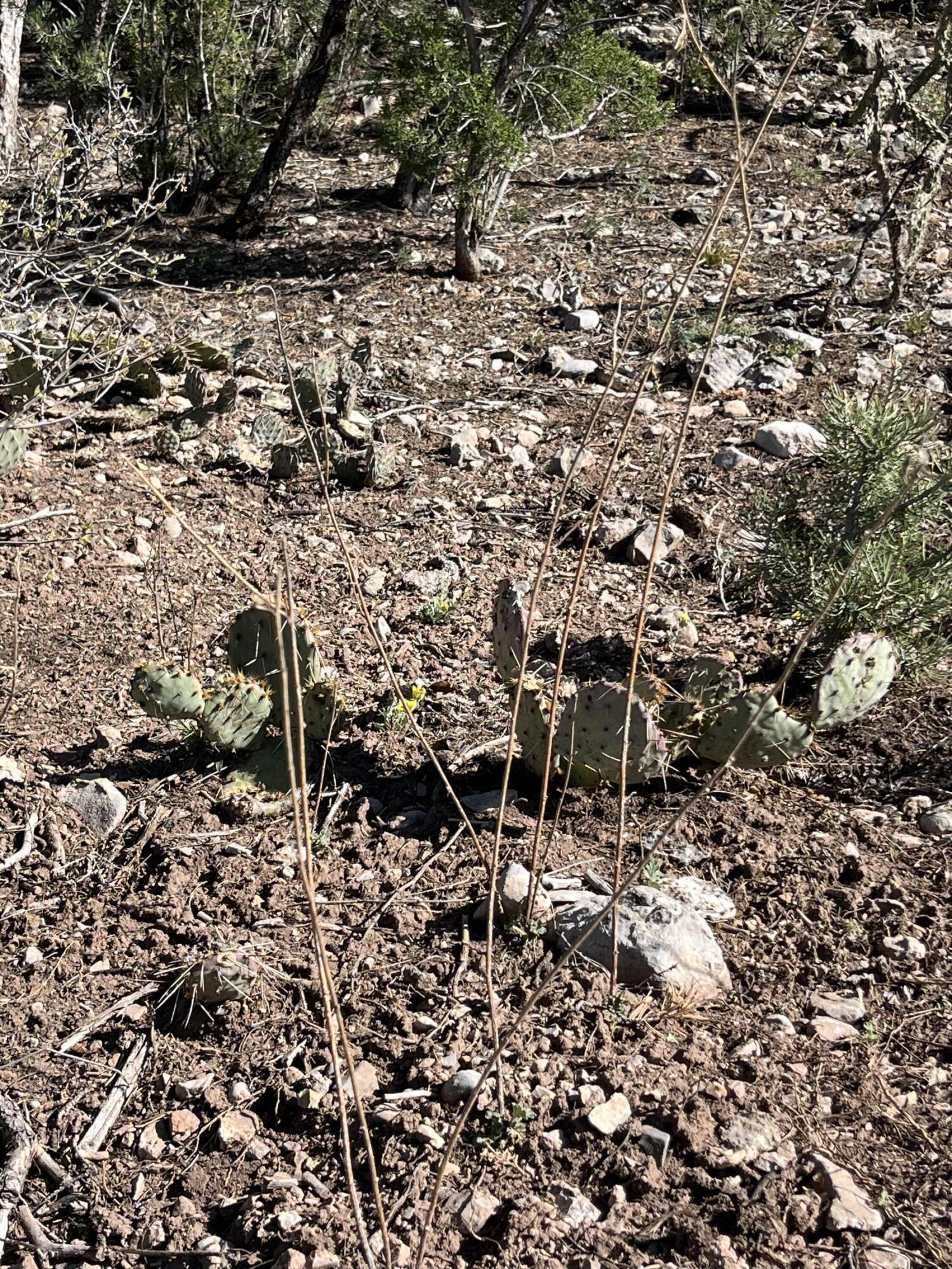 31 Camino Del Poniente