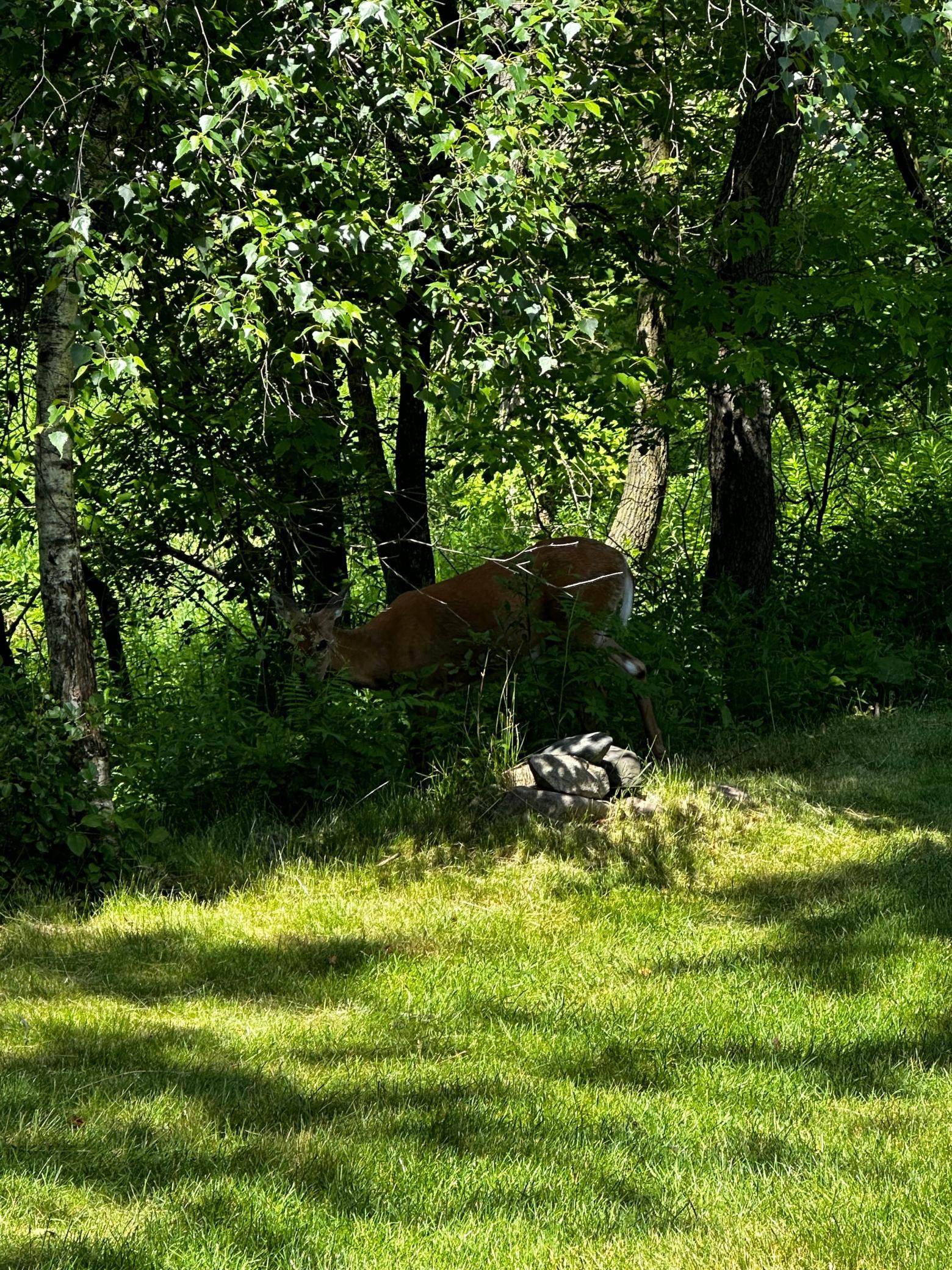 561 Deer Ridge Lane S