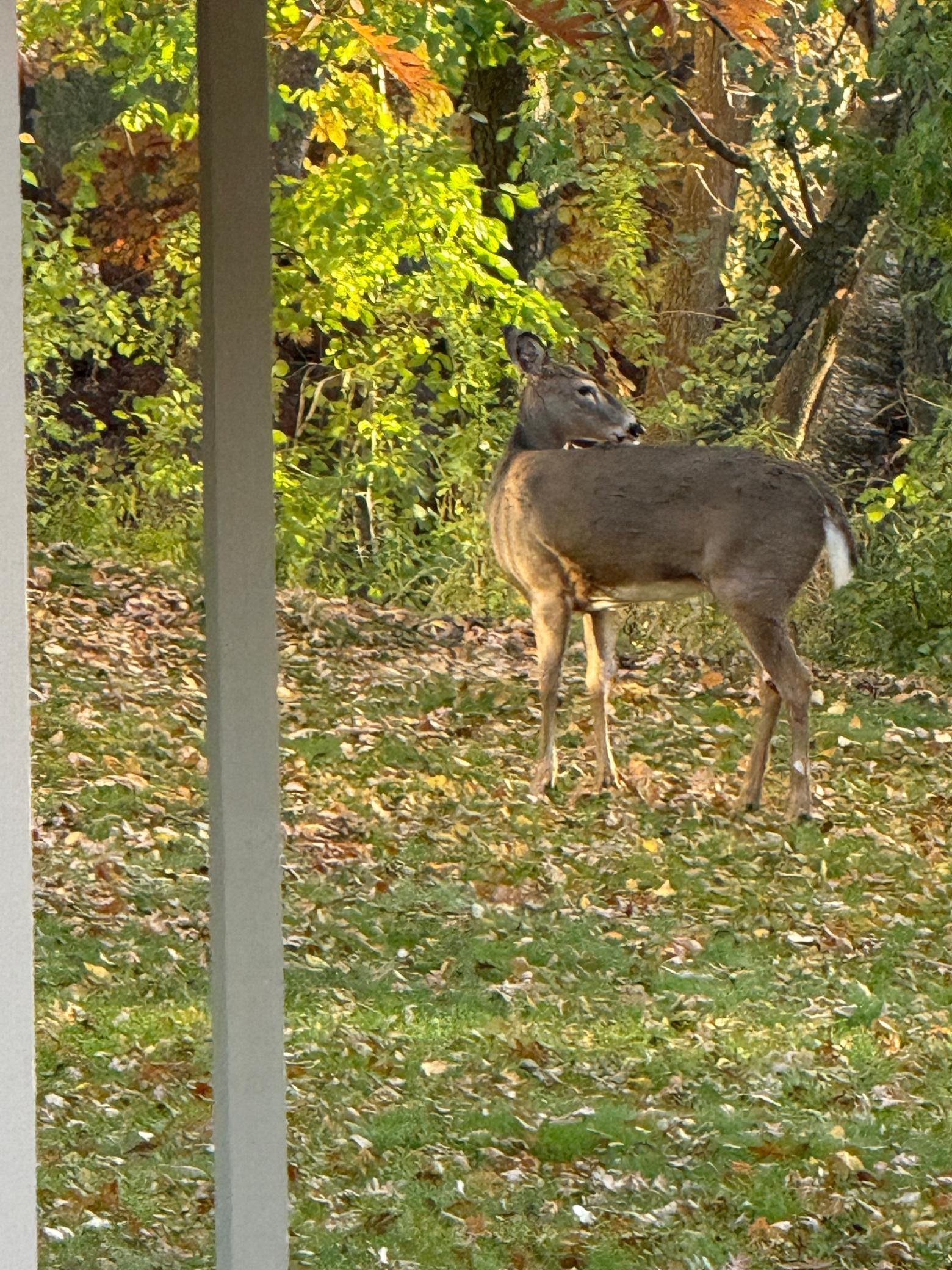 561 Deer Ridge Lane S