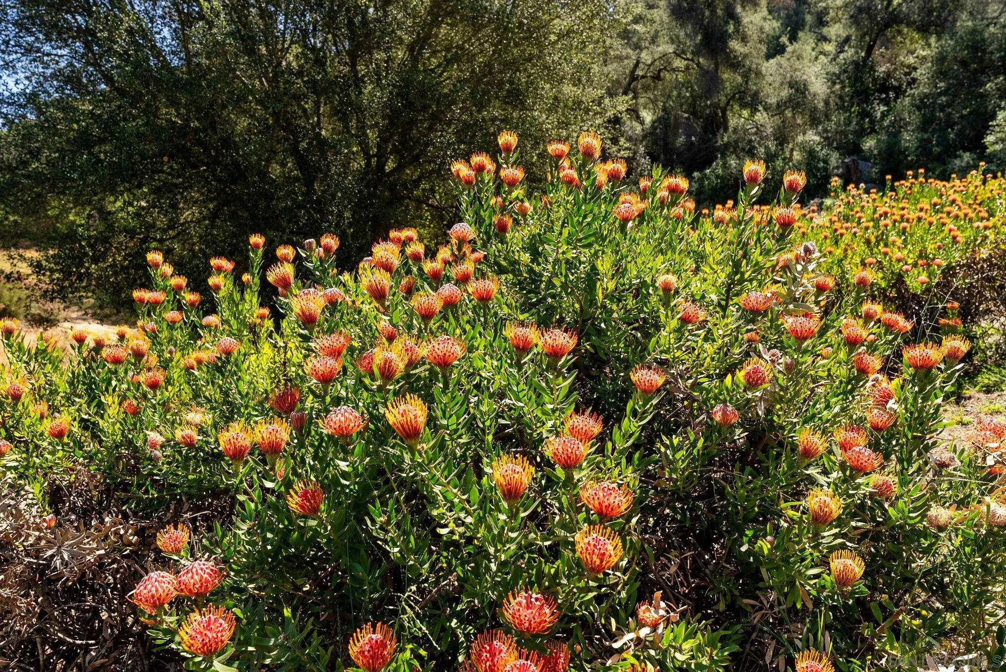 7051 Mount Olympus Drive