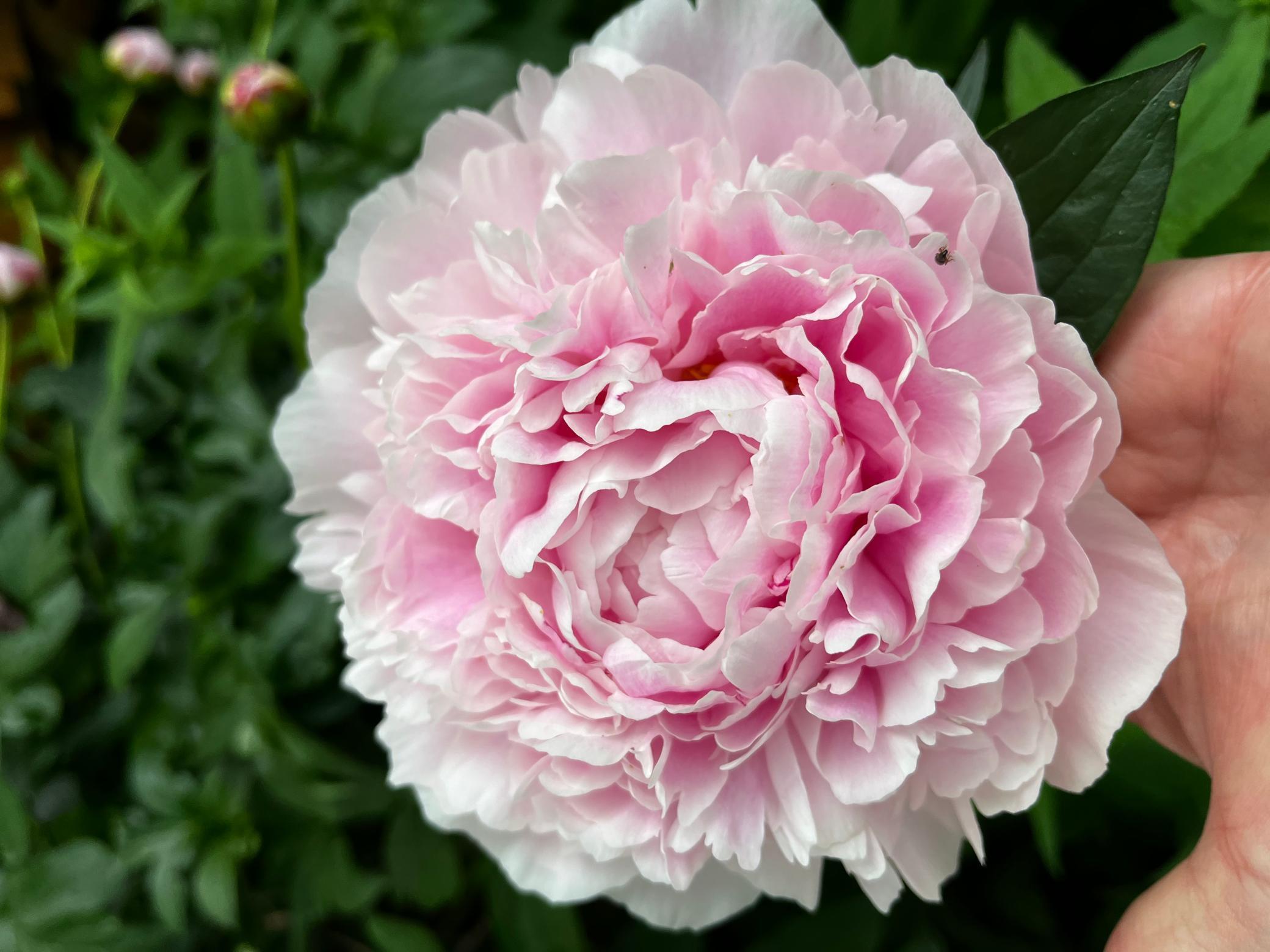 2844 Sunset Boulevard