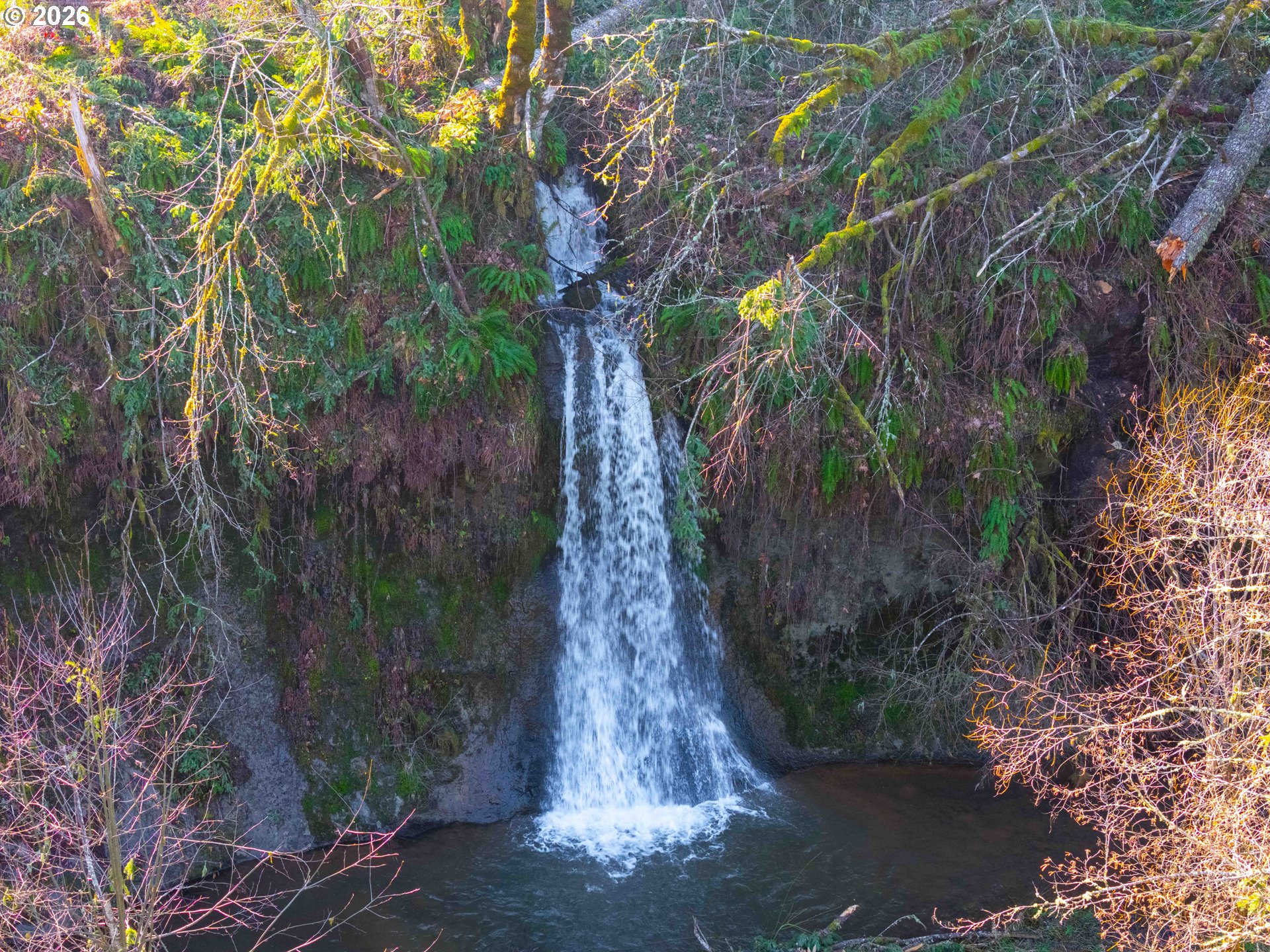 Echo Falls Treefarm - Abiqua Rd. 
