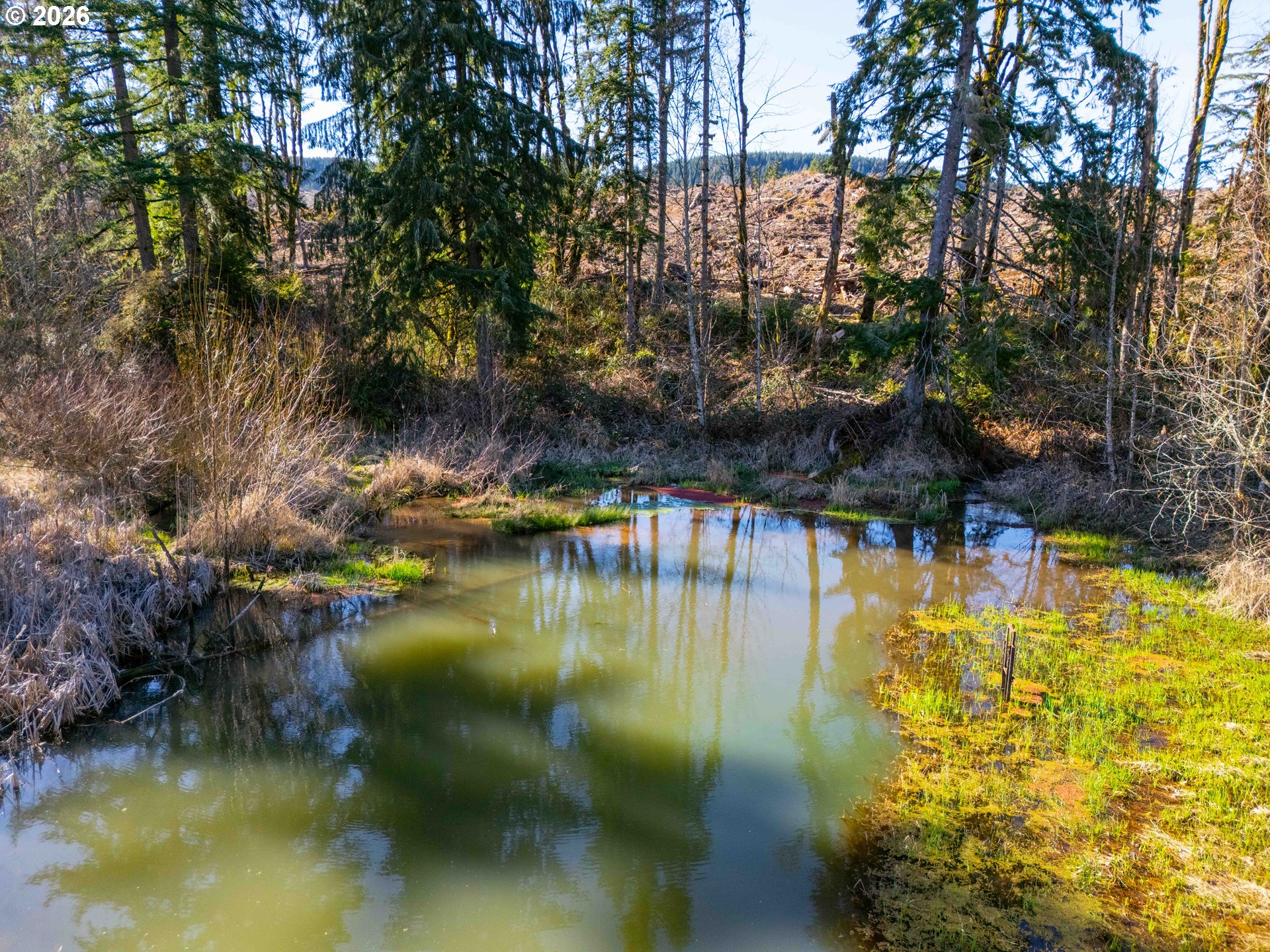 Echo Falls Treefarm - Abiqua Rd. 