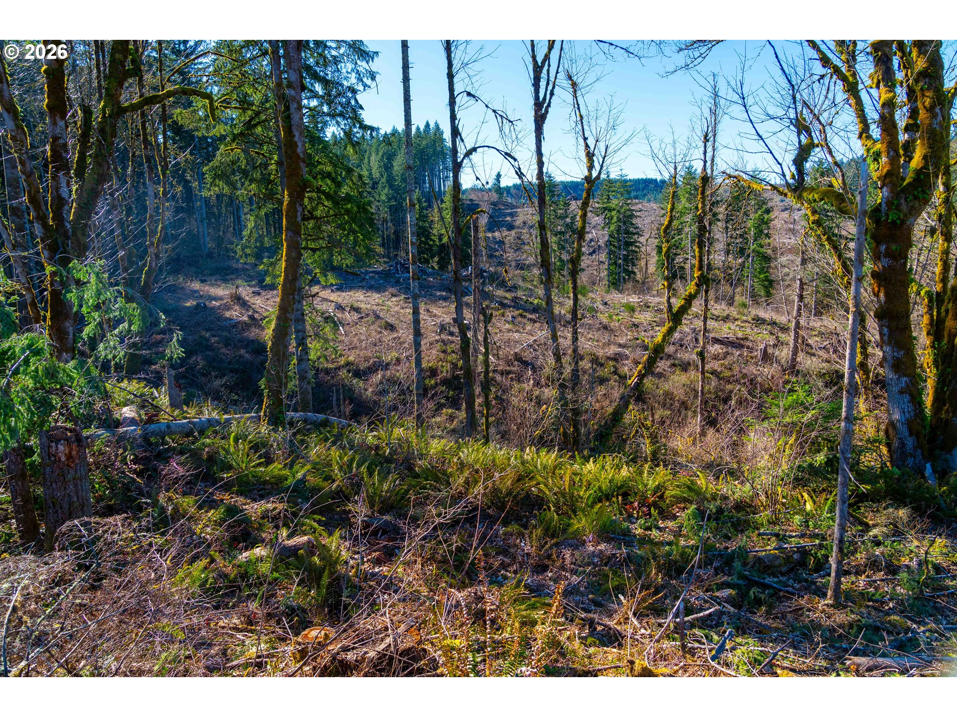 Echo Falls Treefarm - Abiqua Rd. 