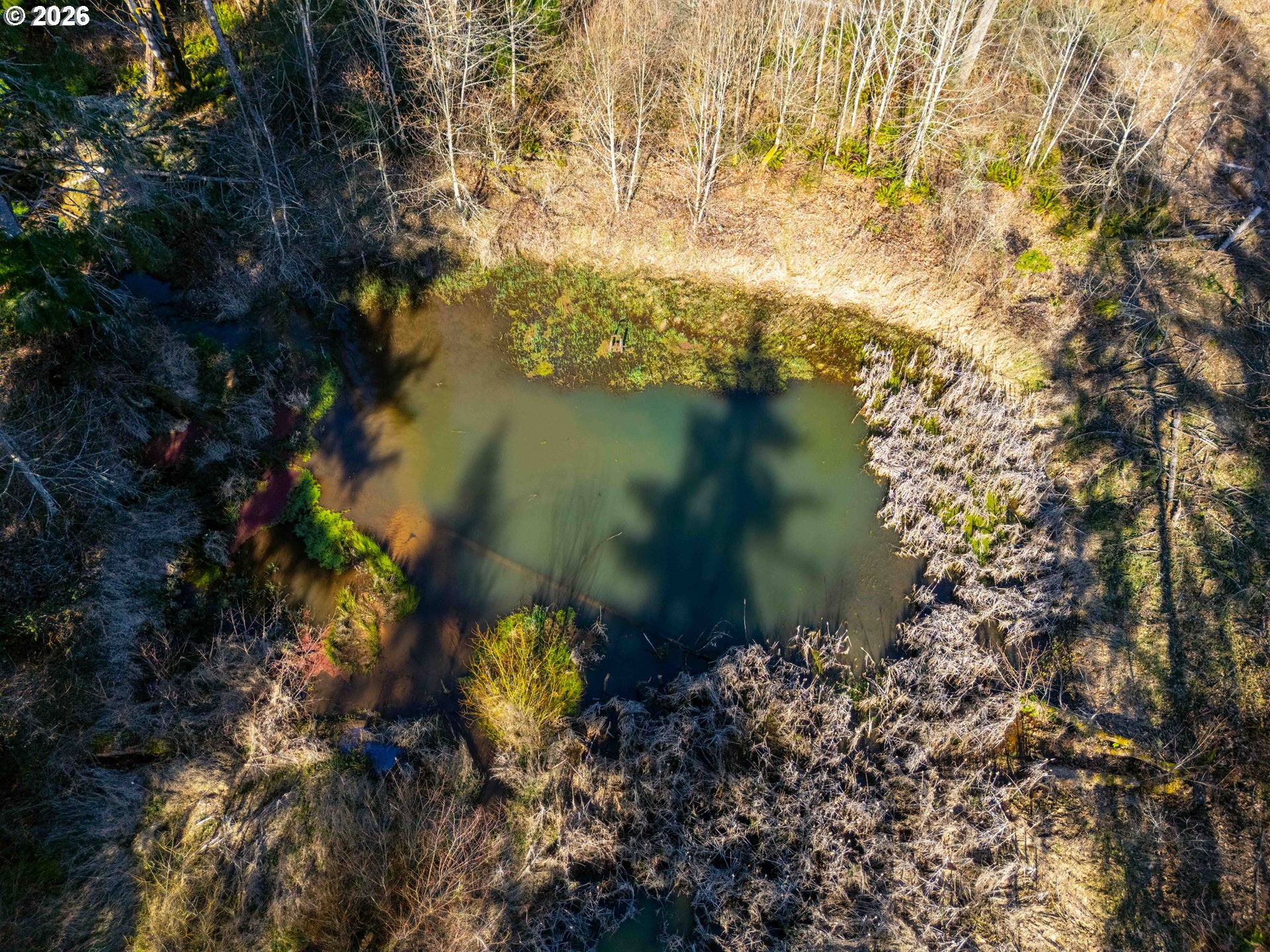 Echo Falls Treefarm - Abiqua Rd. 
