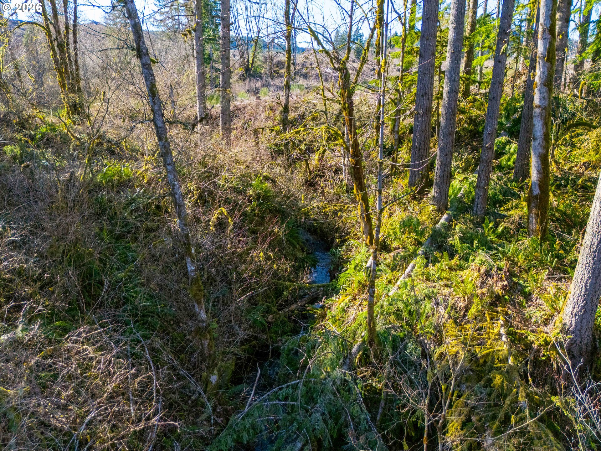 Echo Falls Treefarm - Abiqua Rd. 