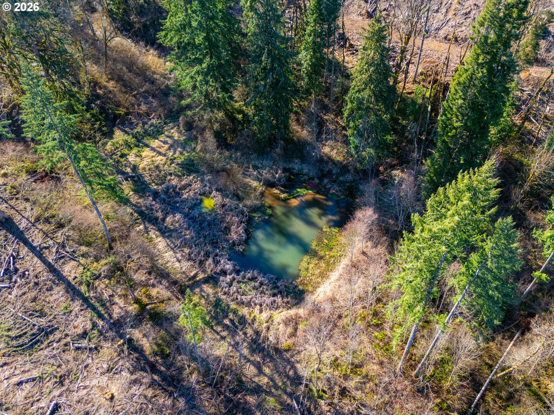 Echo Falls Treefarm - Abiqua Rd. 