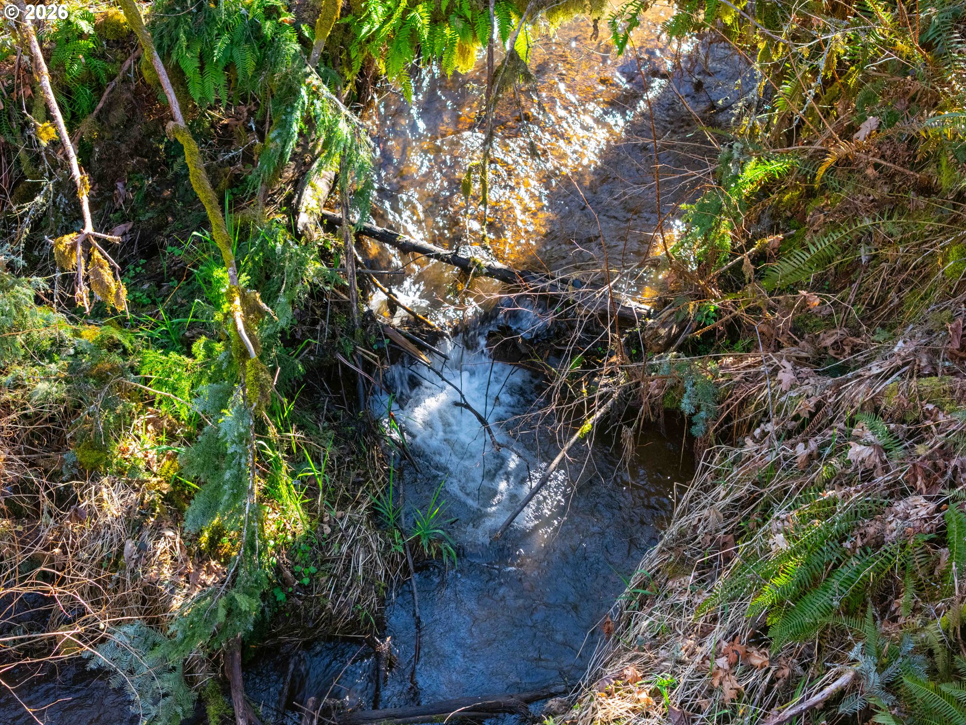 Echo Falls Treefarm - Abiqua Rd. 