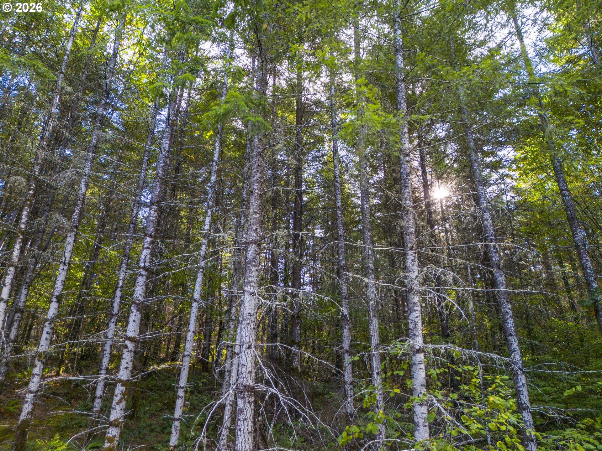 Dense evergreen forest with sunlight filtering through tall trees and tangled branches.