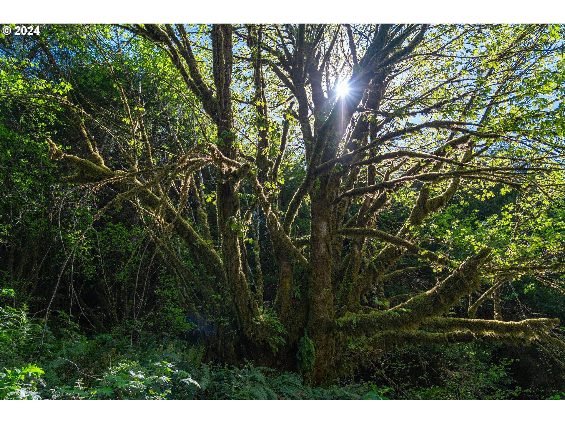 Harlan Rd Treefarm 