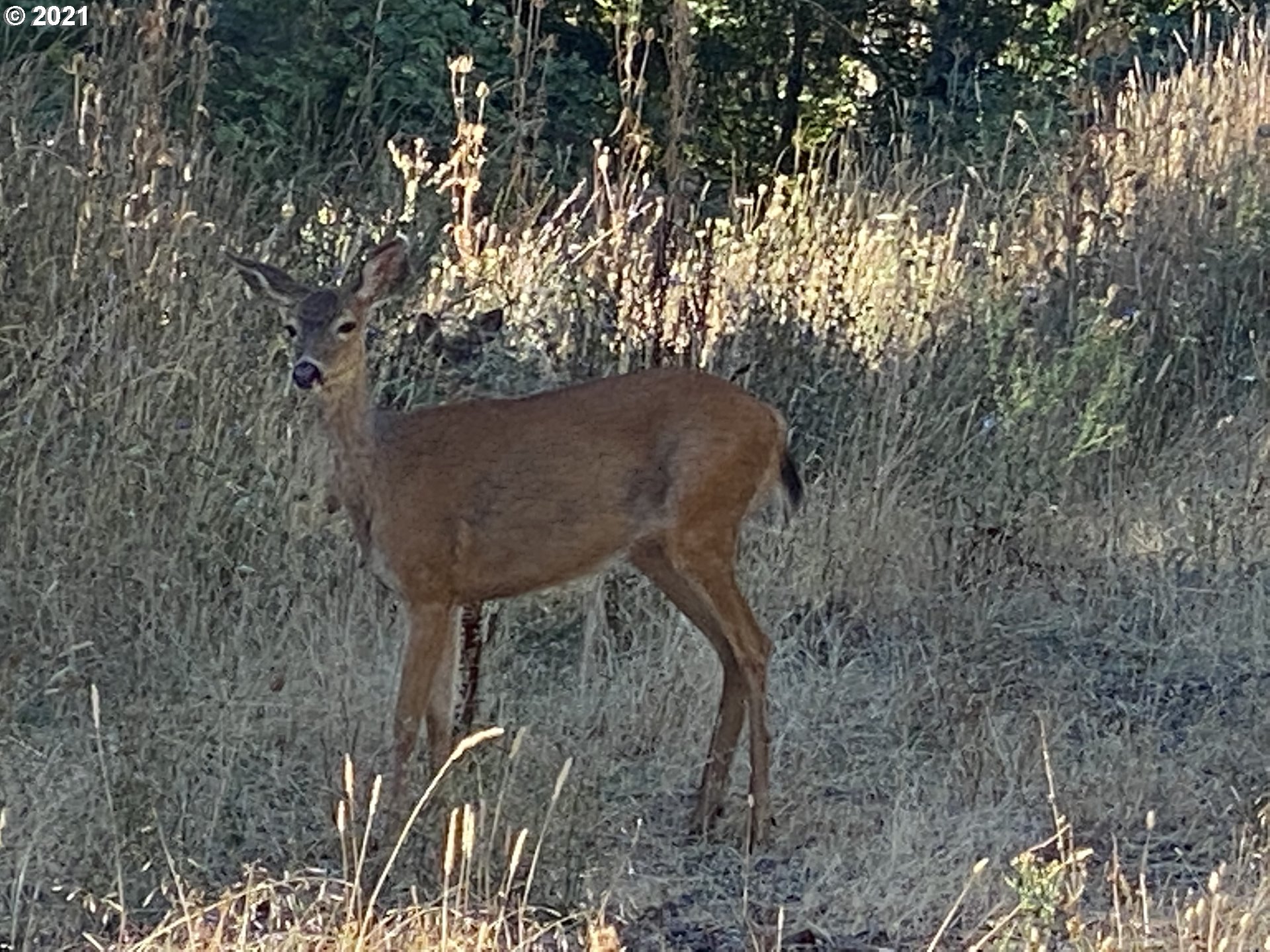 SW Carpenter Creek RD