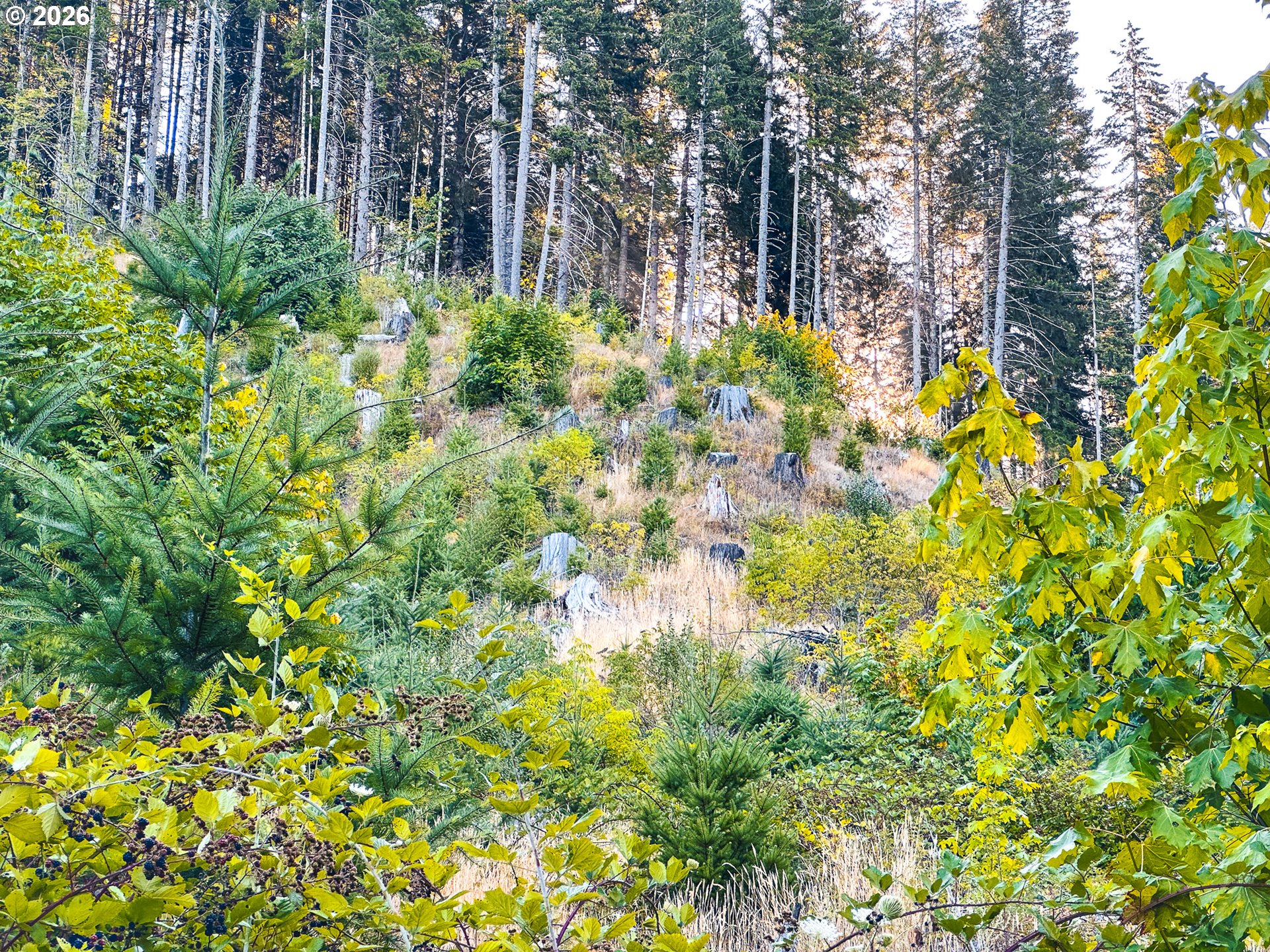 Honey Grove Creek