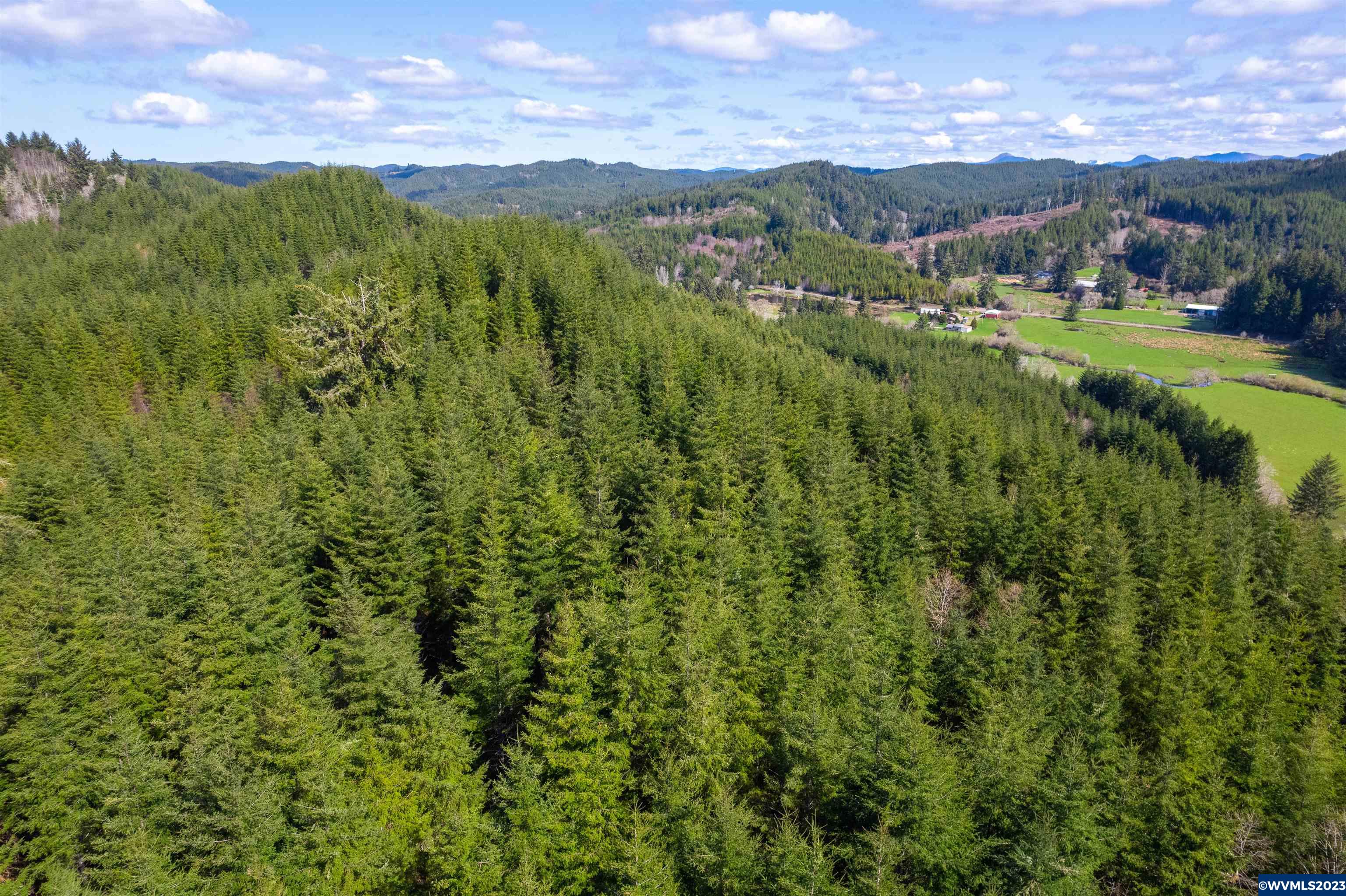Depot Creek Tree Farm