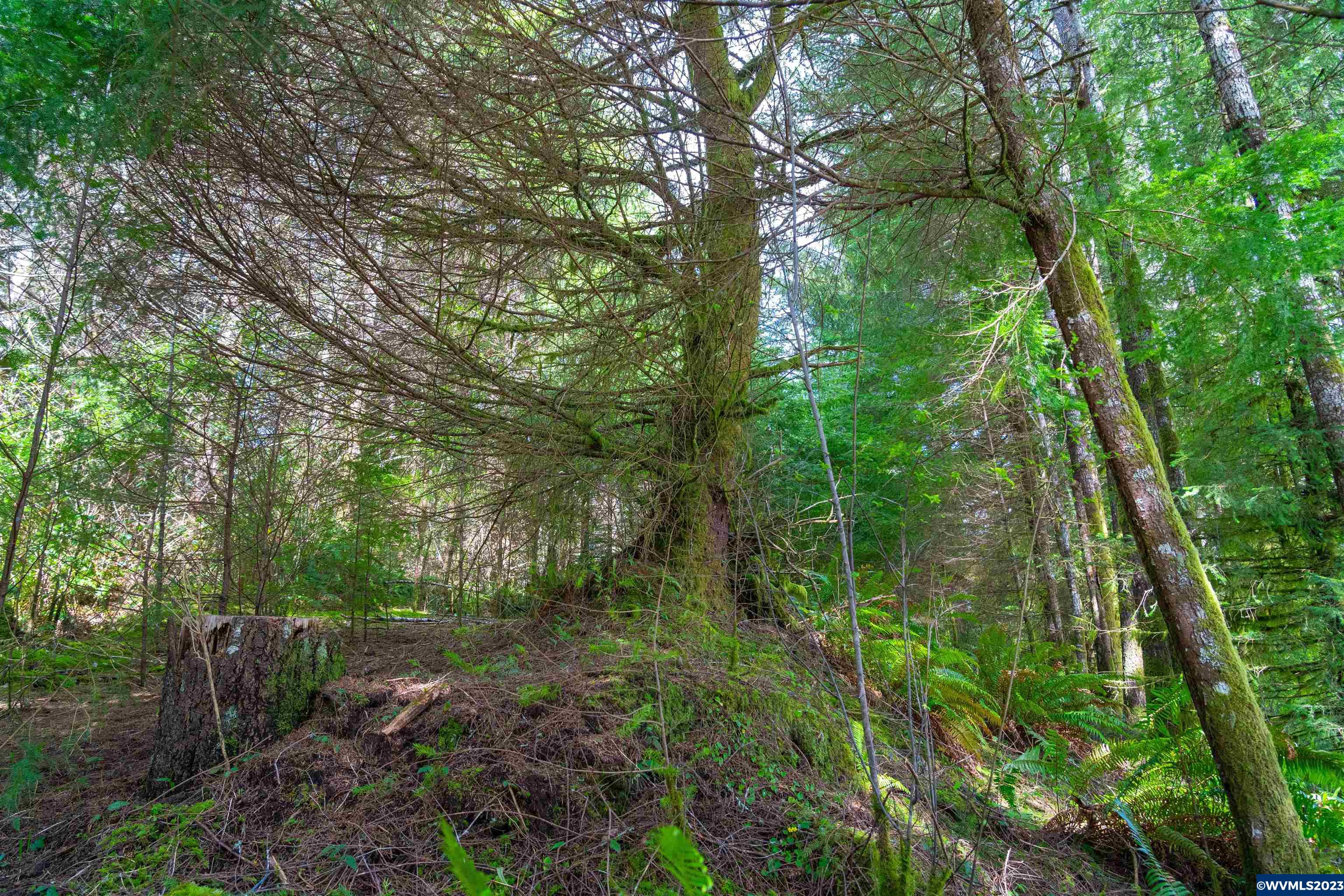 Depot Creek Tree Farm