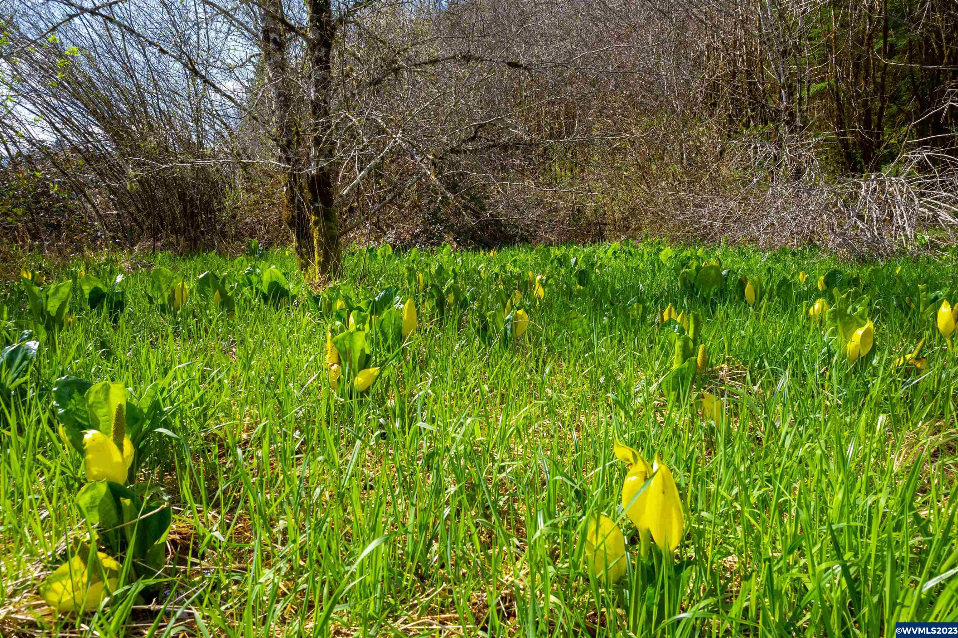 Depot Creek Tree Farm