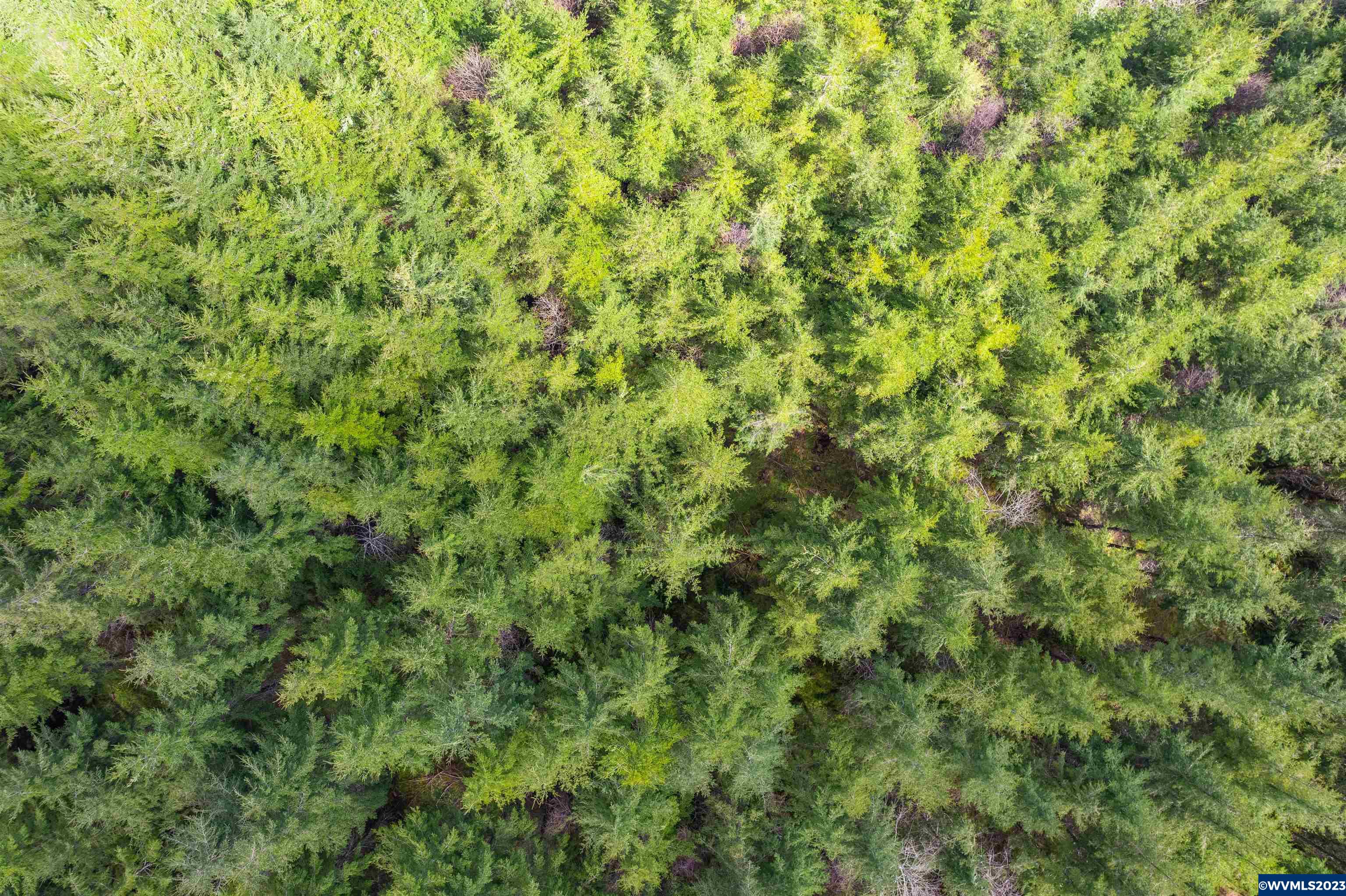 Depot Creek Tree Farm