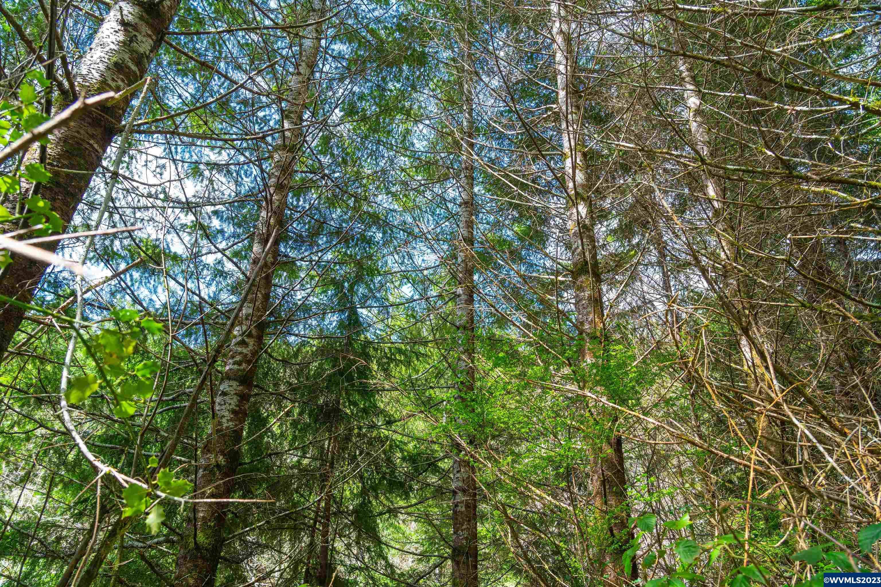 Depot Creek Tree Farm