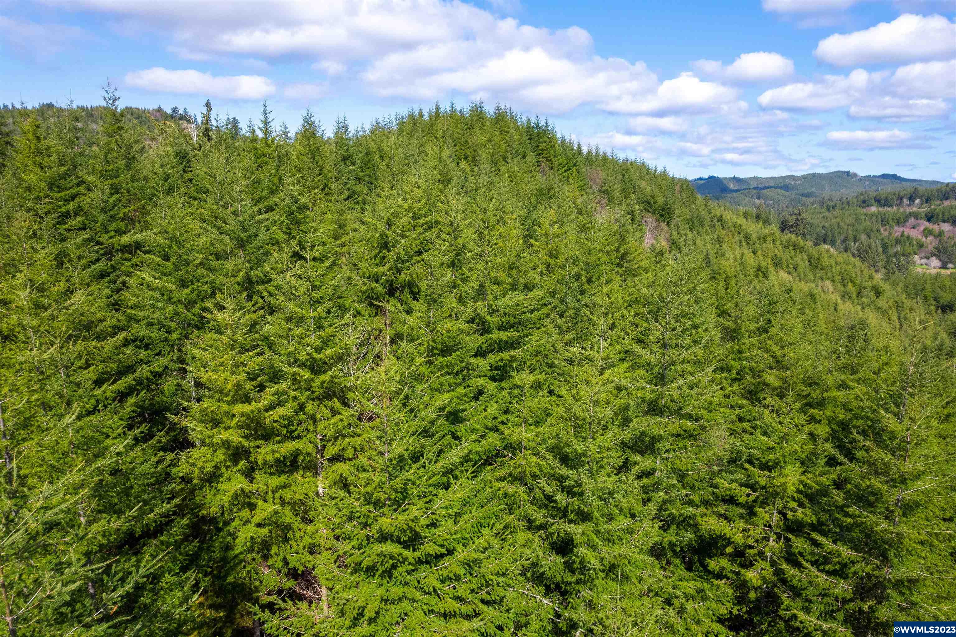 Depot Creek Tree Farm
