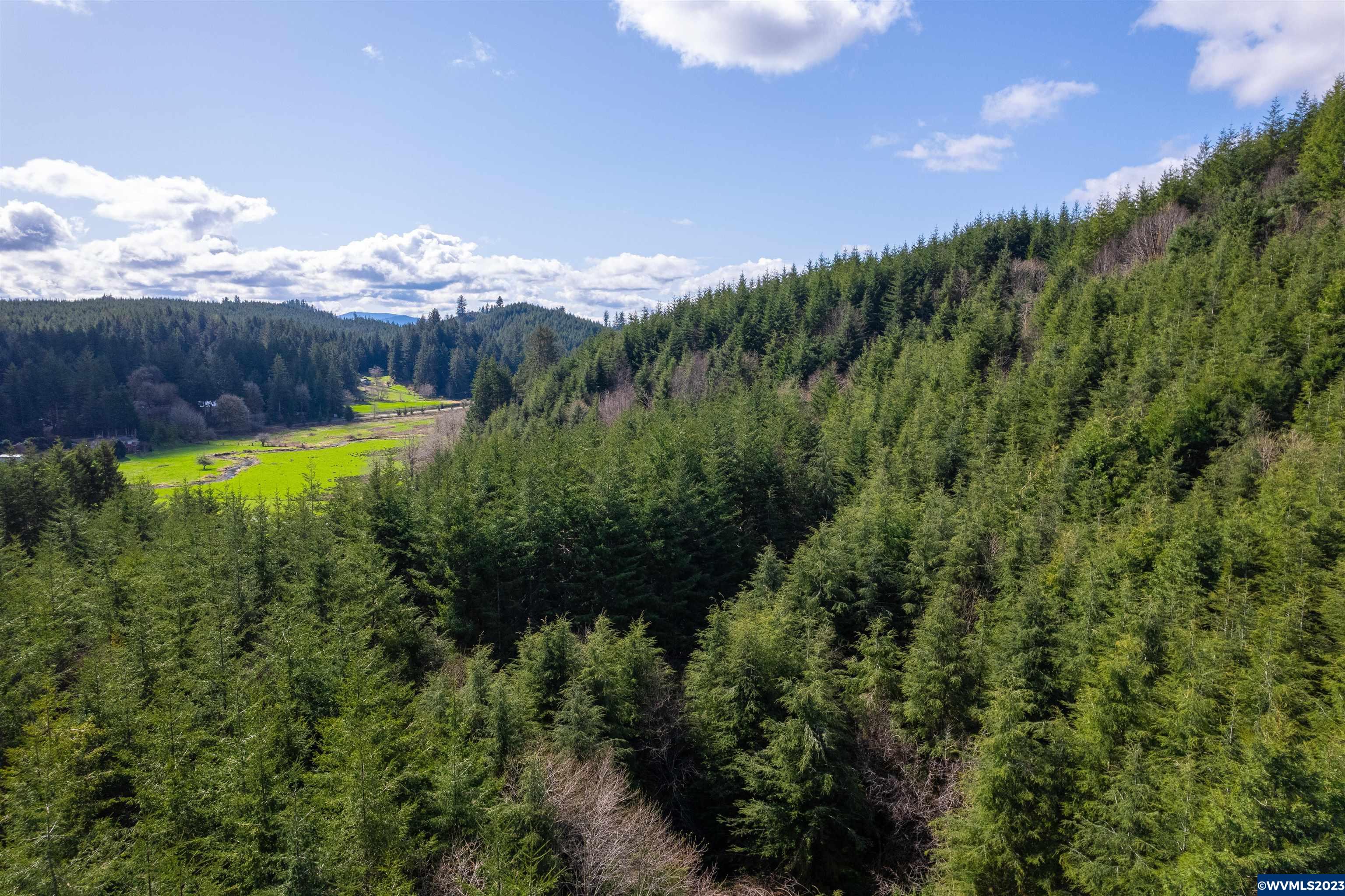 Depot Creek Tree Farm