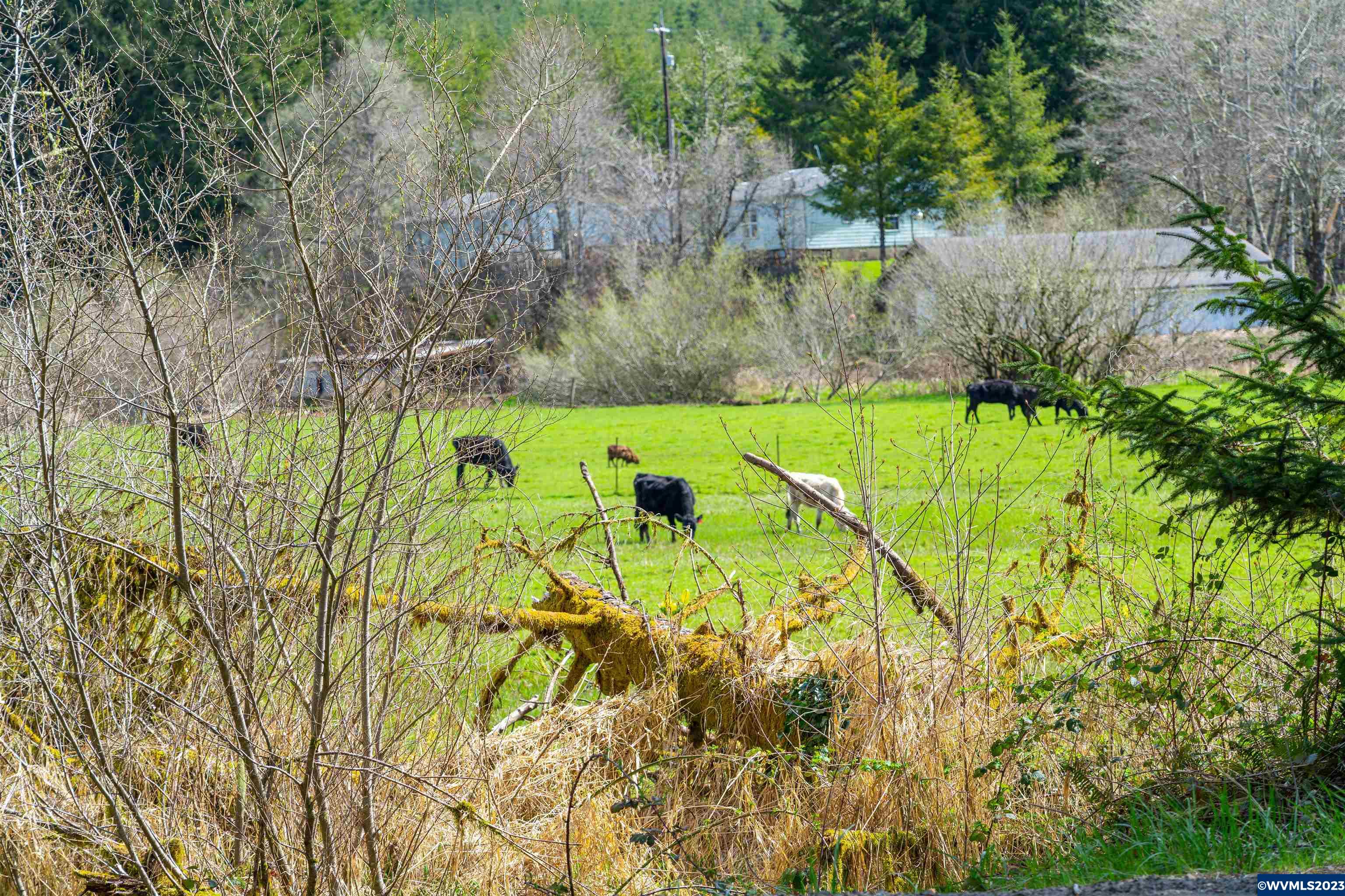 Depot Creek Tree Farm