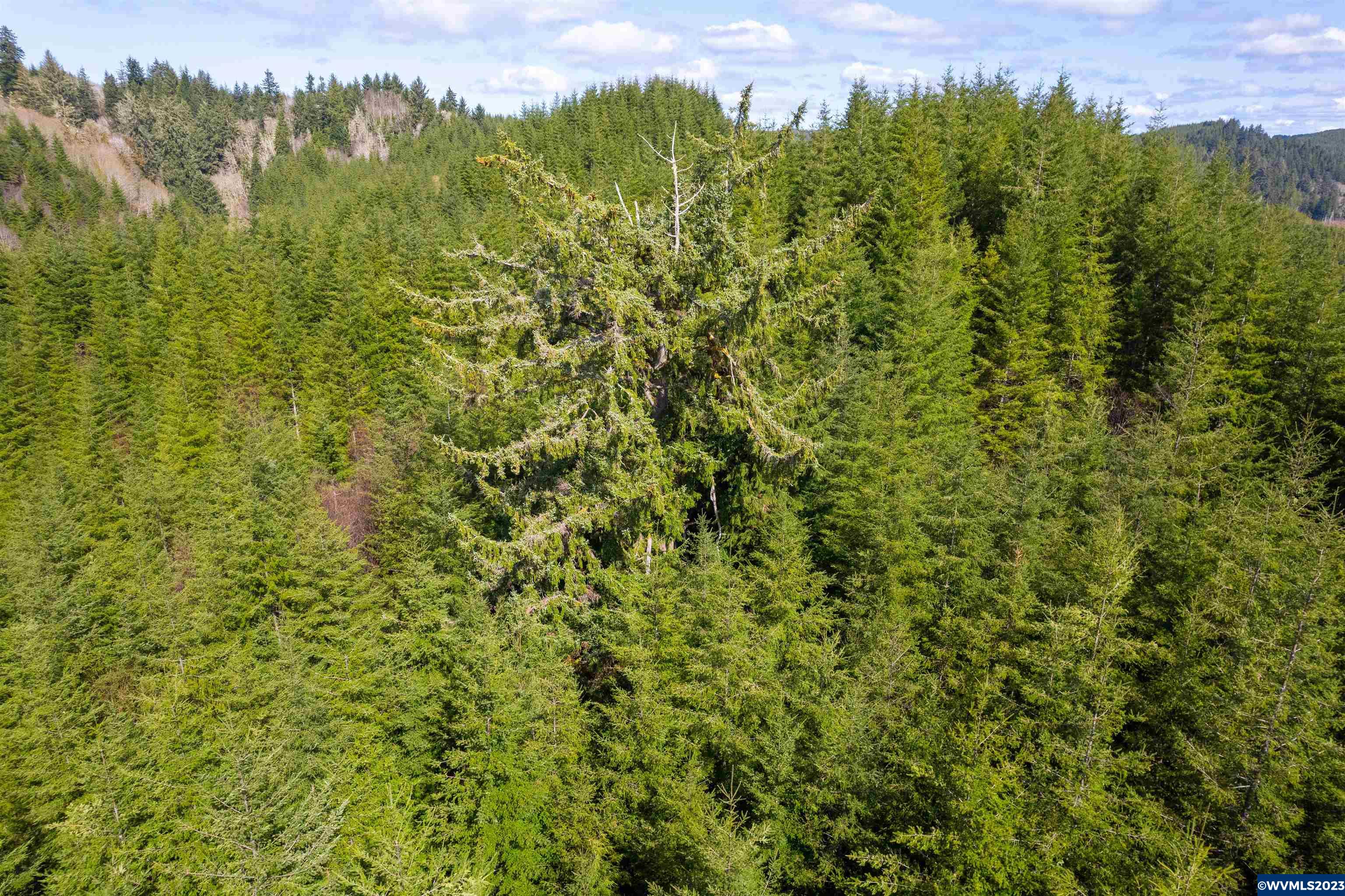 Depot Creek Tree Farm