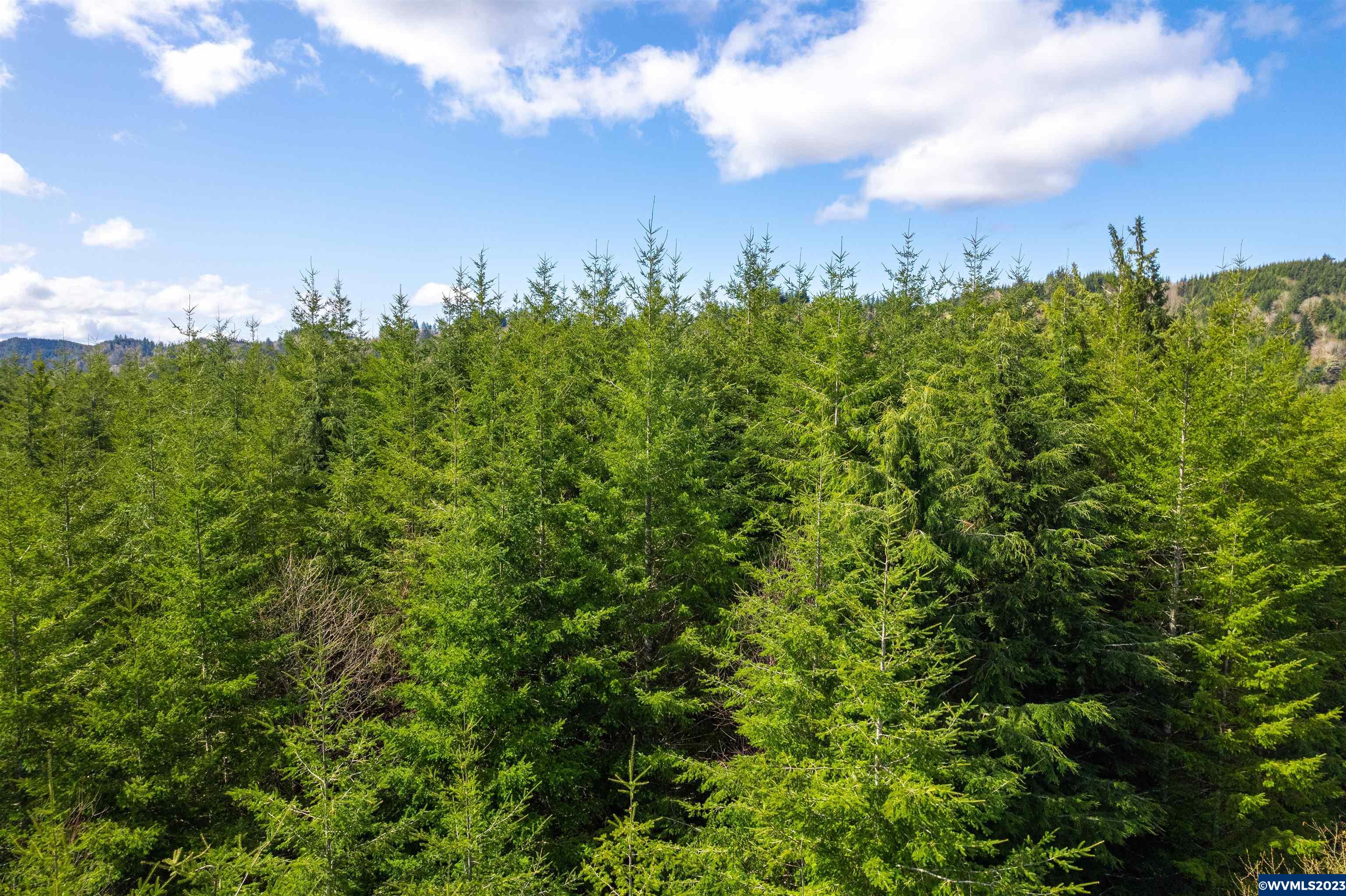 Depot Creek Tree Farm