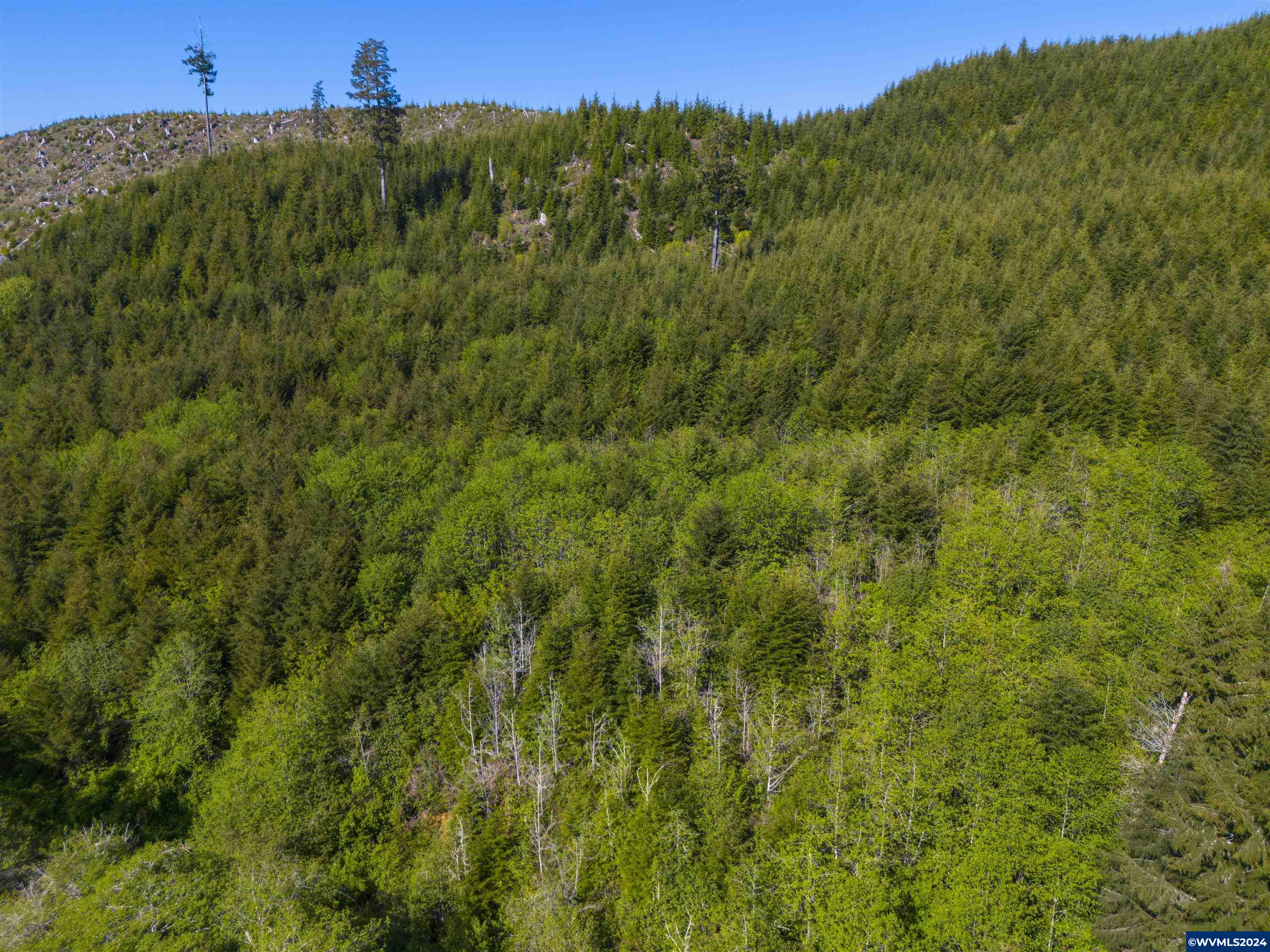 Siletz Highway Red Cedar