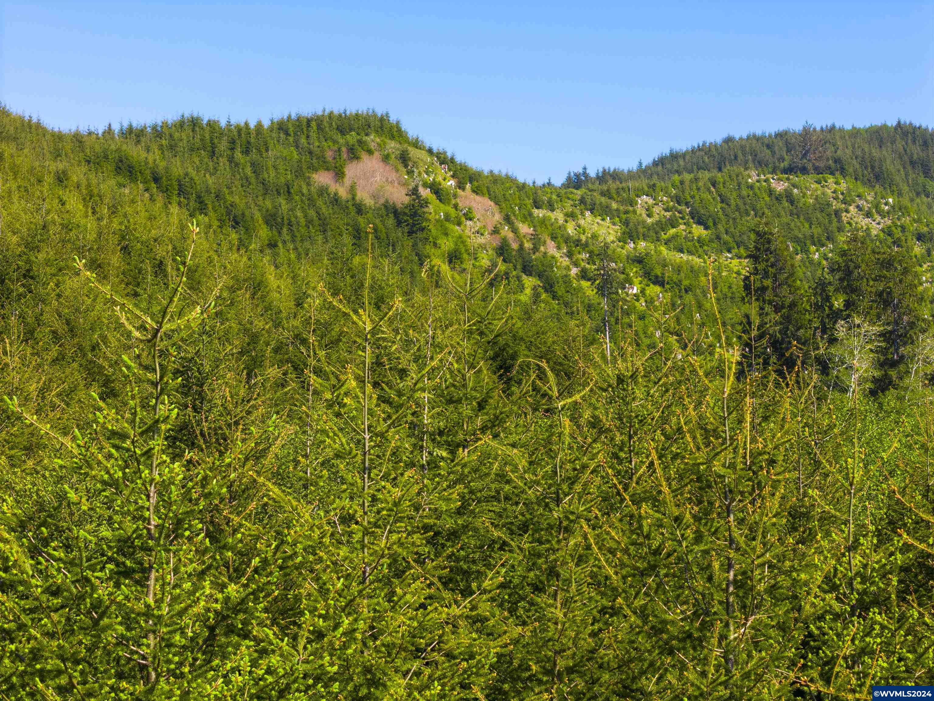 Siletz Highway Red Cedar