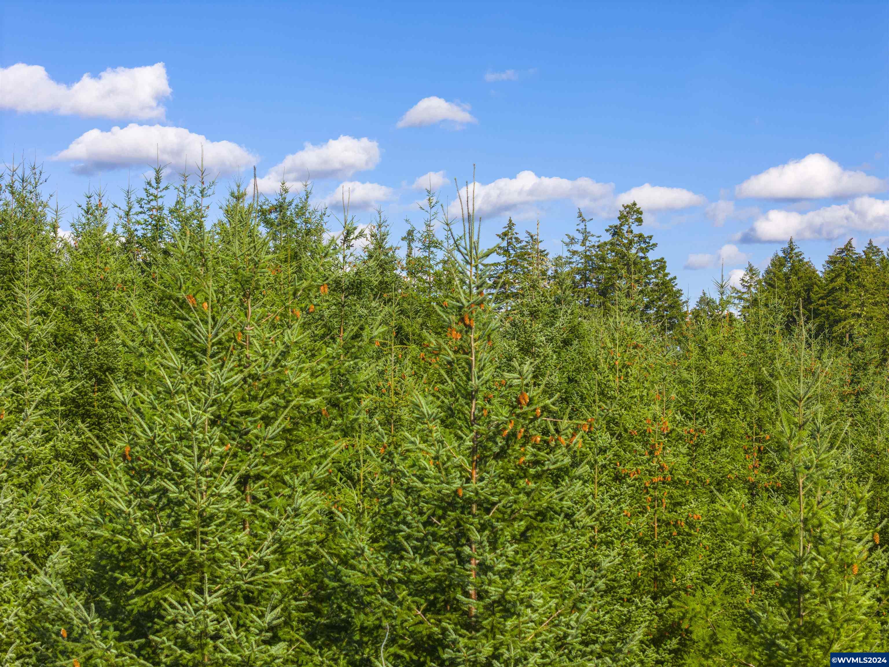 Meadow Lake Treefarm