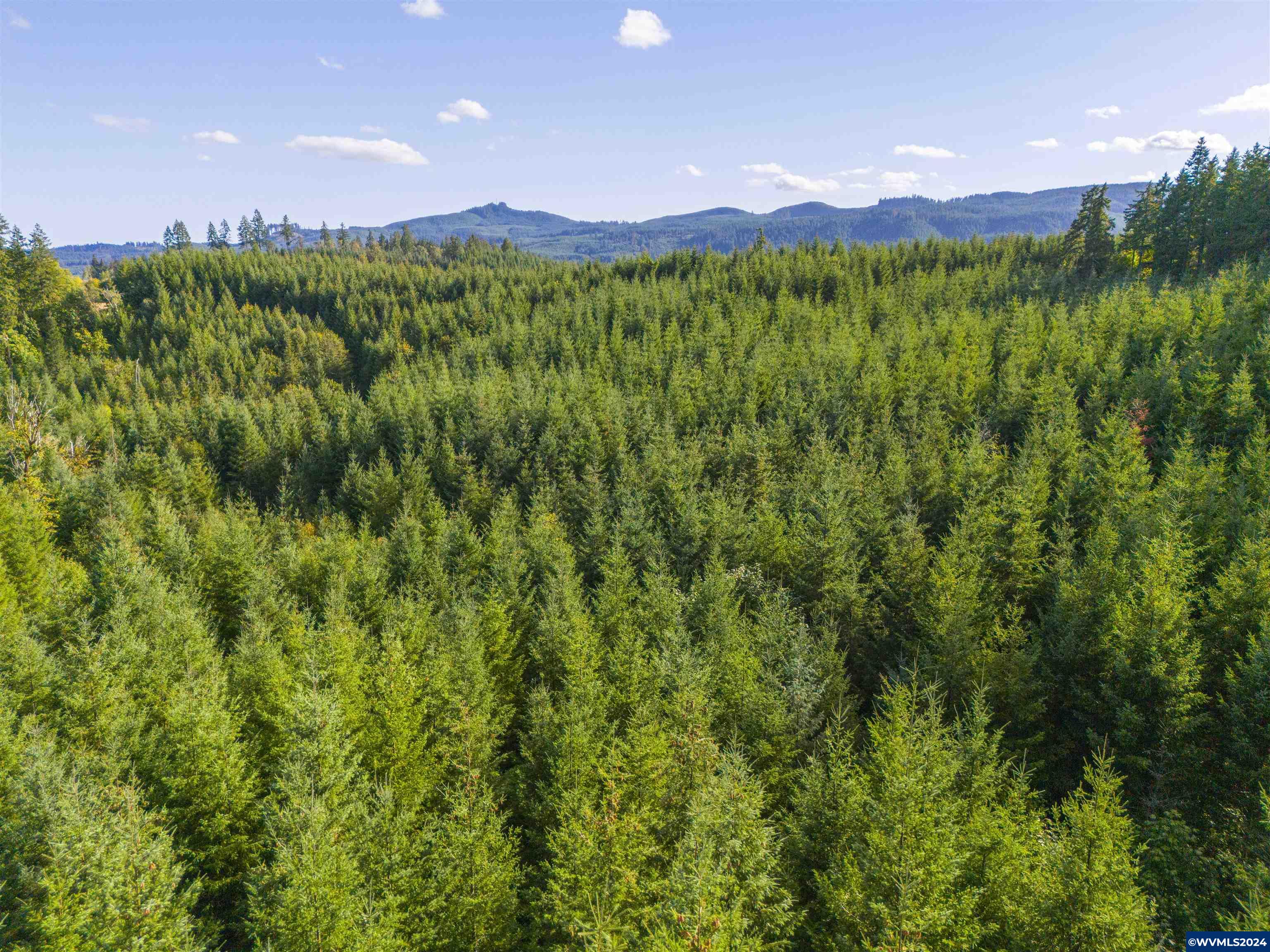 Meadow Lake Treefarm