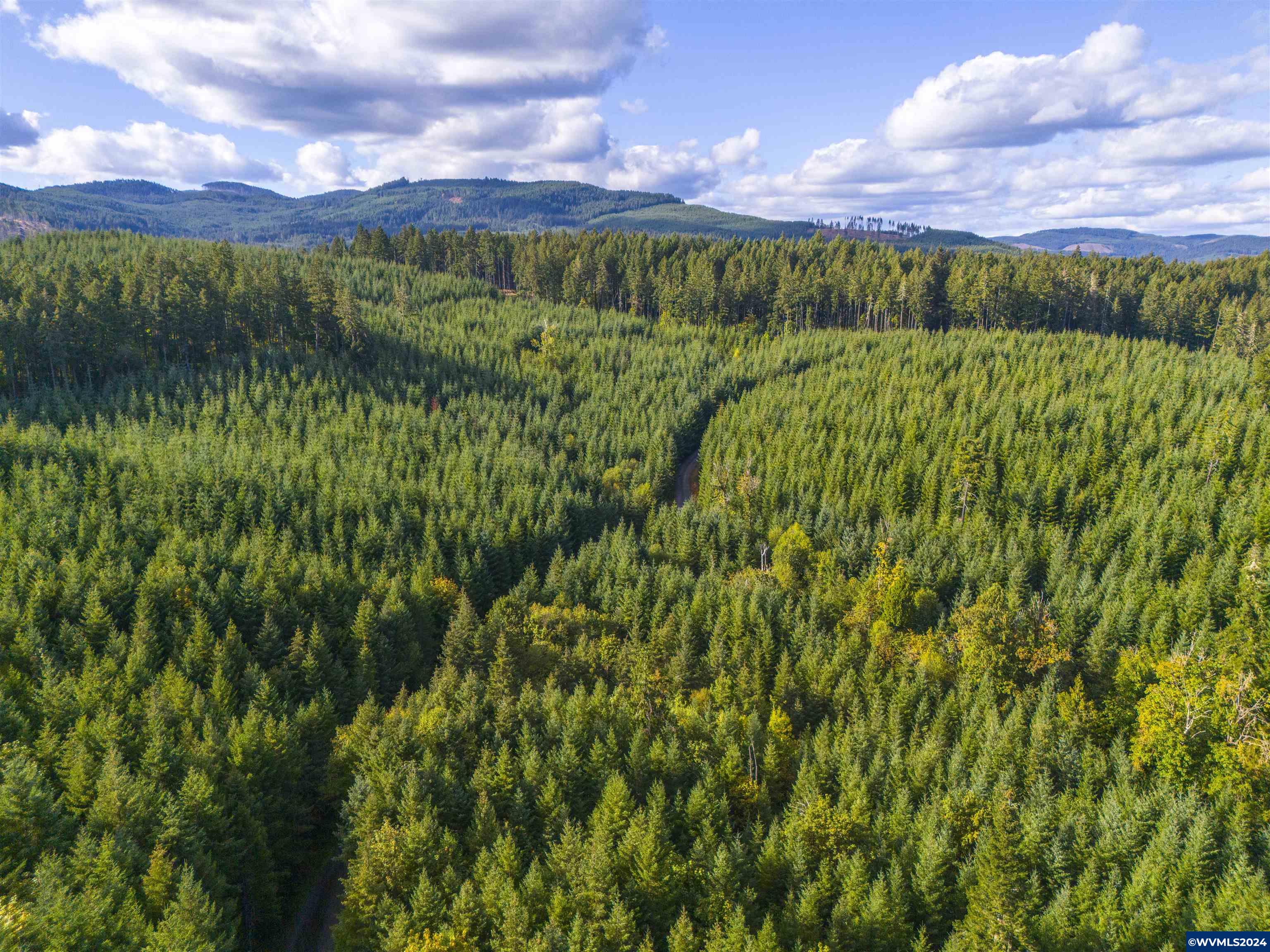 Meadow Lake Treefarm