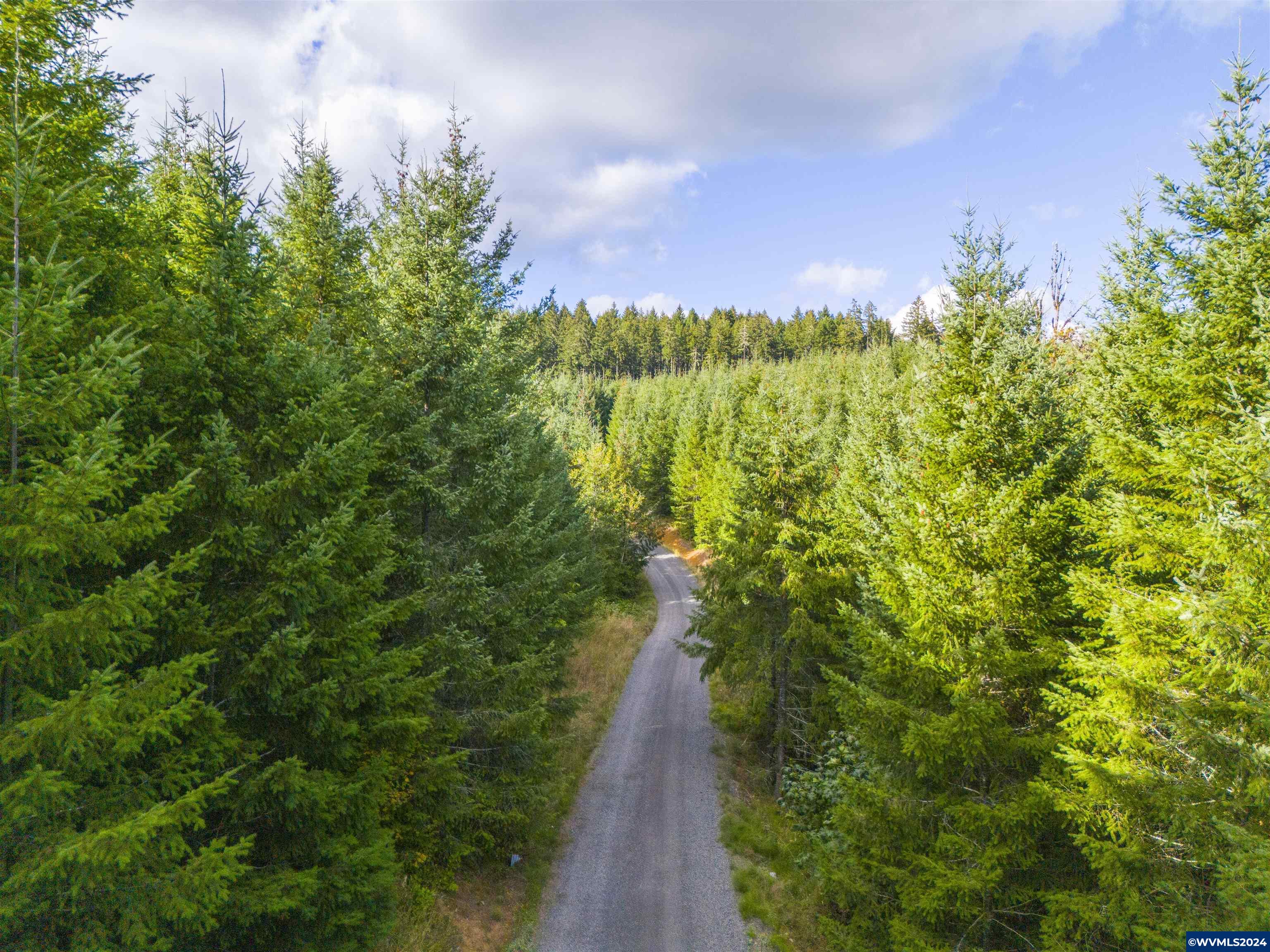 Meadow Lake Treefarm